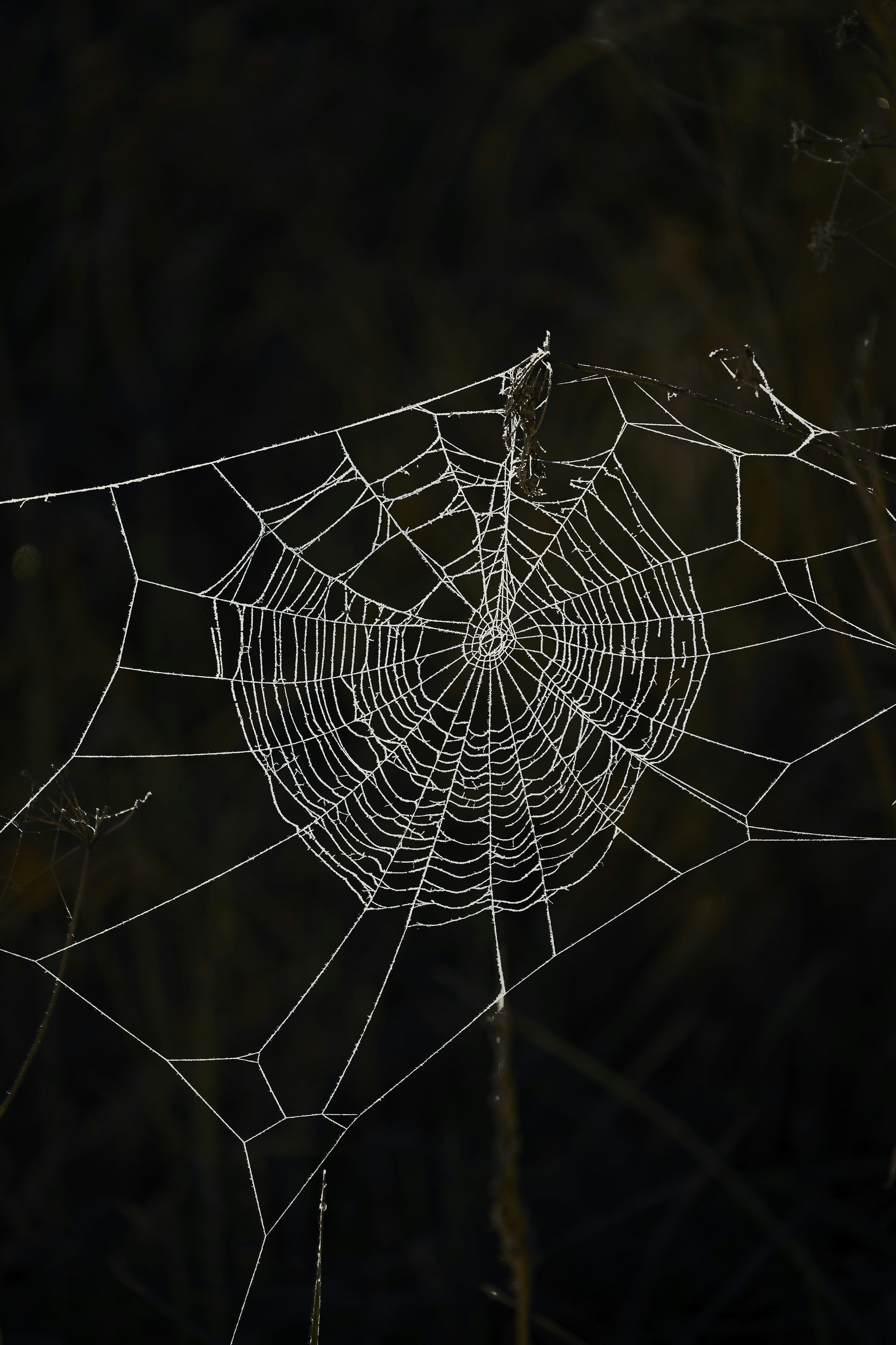 3000x4499 Frost Covered Spiderweb On A Dark Background. Photo