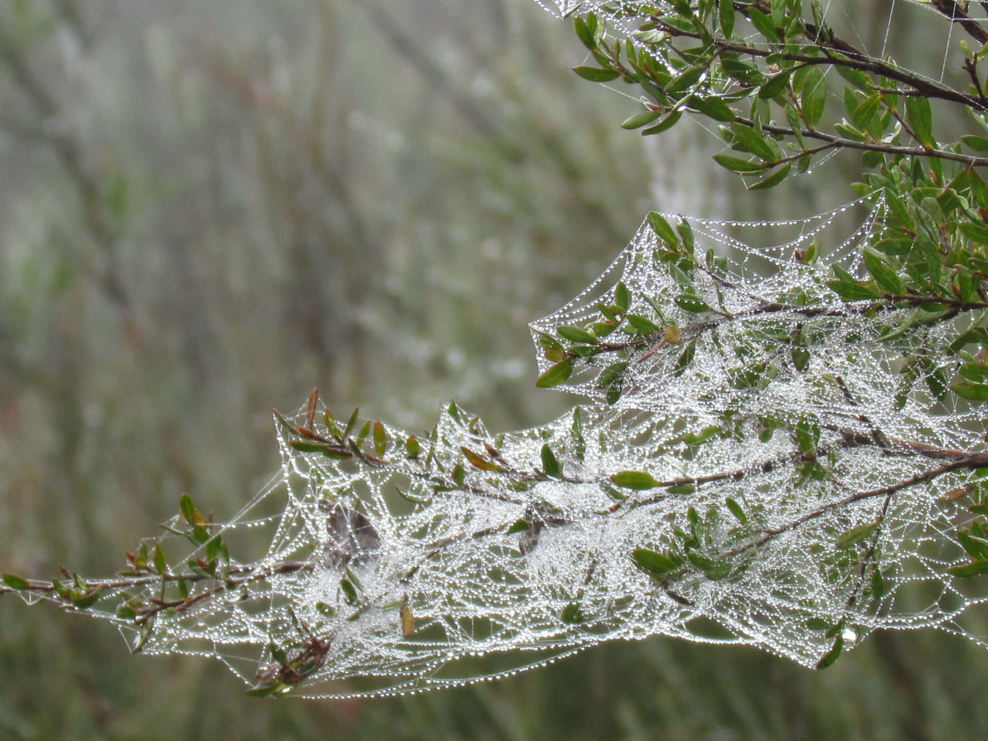 1920x1440 Download Mysterious Cobwebs on an Old Wall Wallpaper
