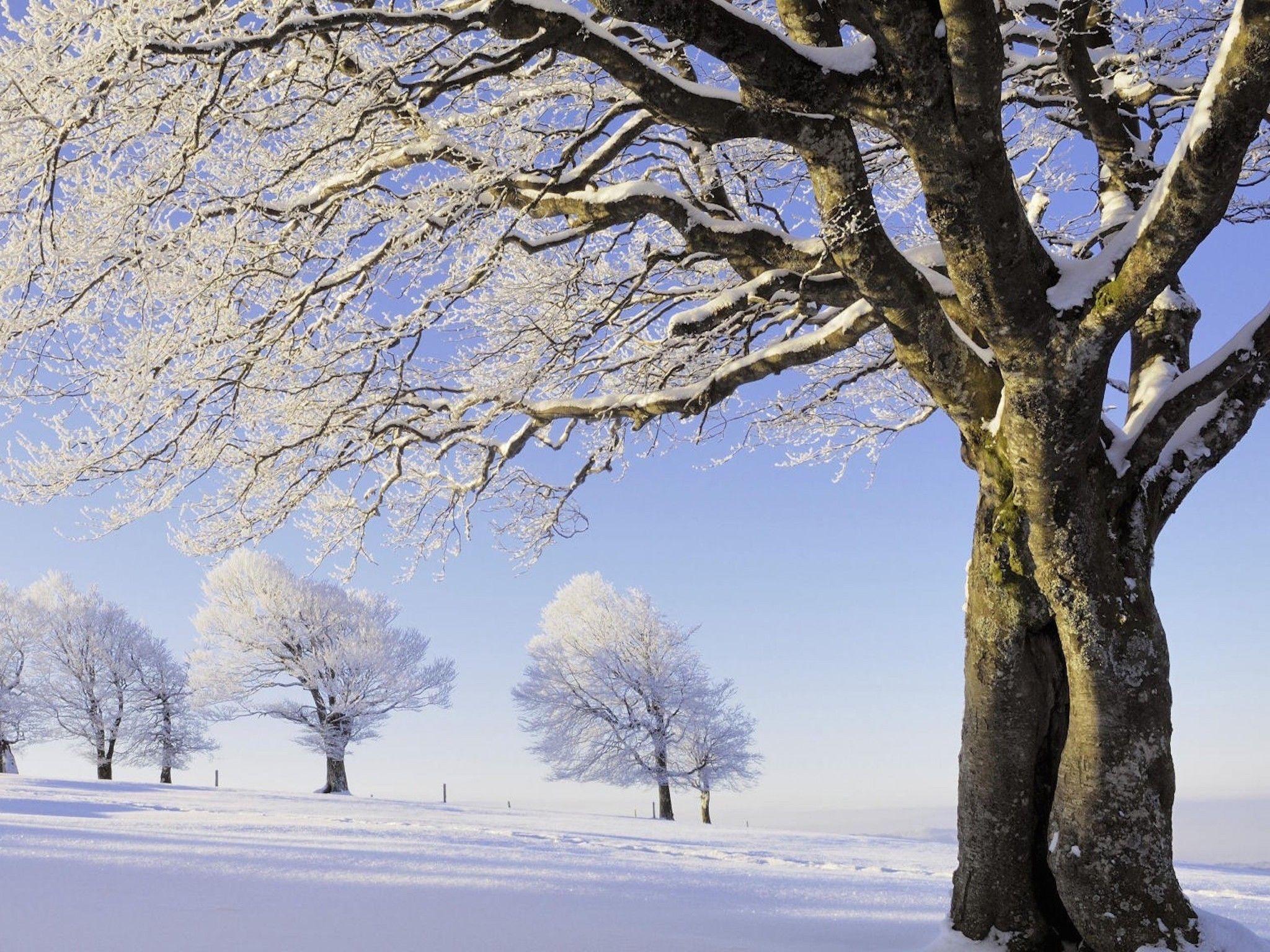 2048x1536 Snowy Black Forest Germany Wallpaper. Free HD Image