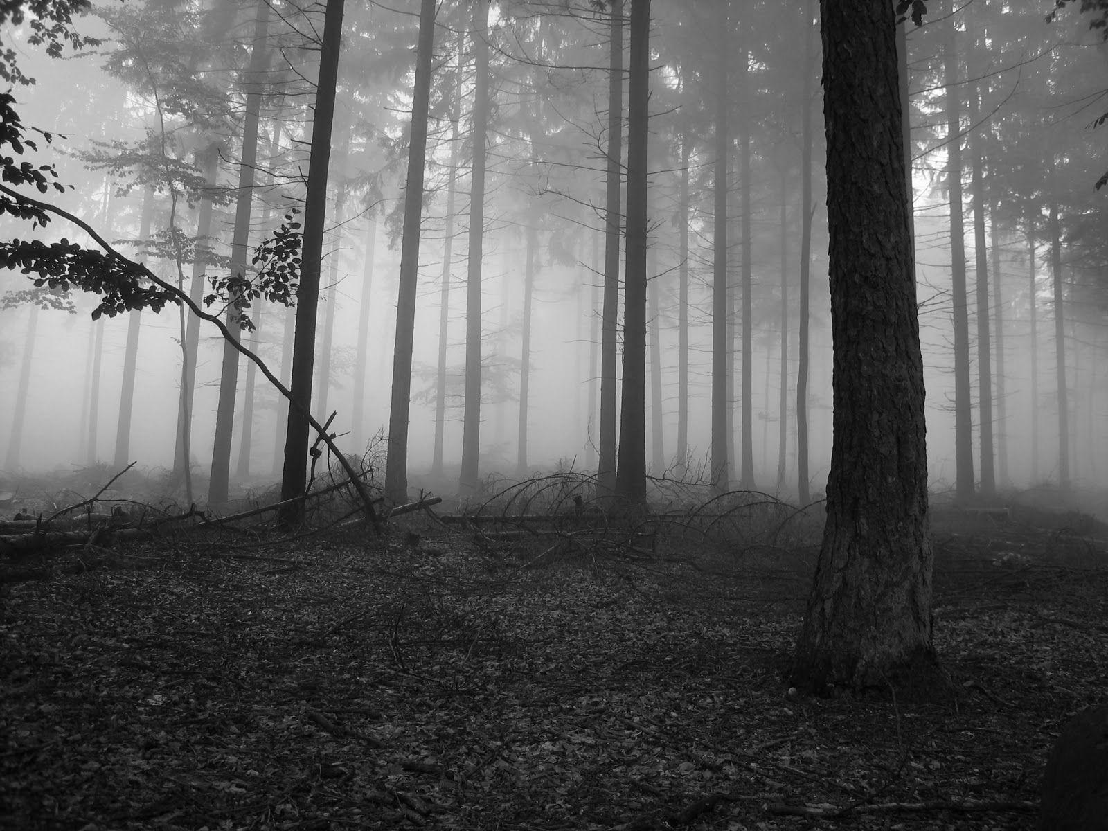 1600x1200 BestWall: black forest in germany wallpaper