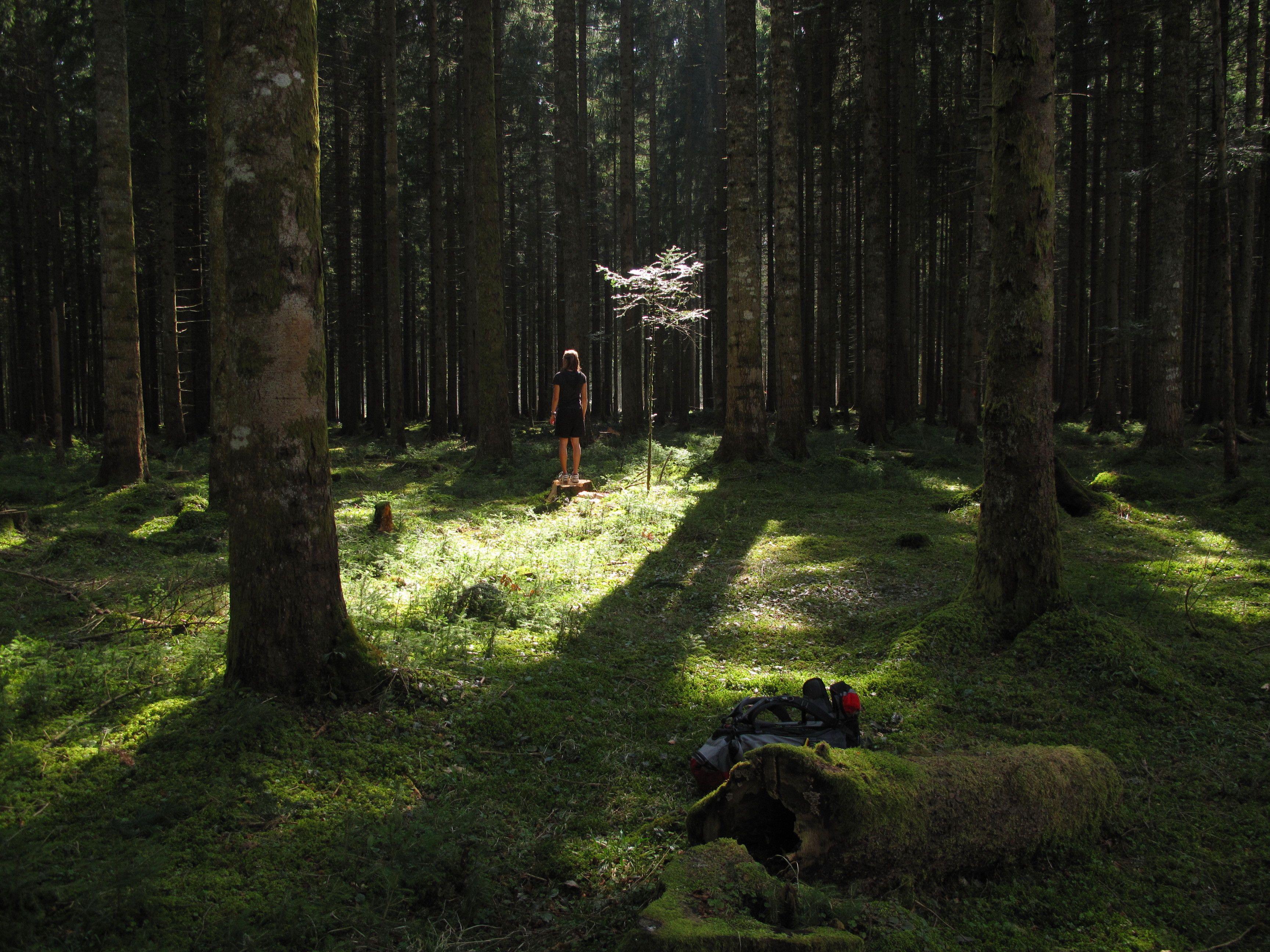 Легенда о черном дереве 14. Лес Шварцвальд Германия. Шварцвальд (the Black Forest). Шварцвальд темный лес. Тёмный лес Шварцвальд Германия.