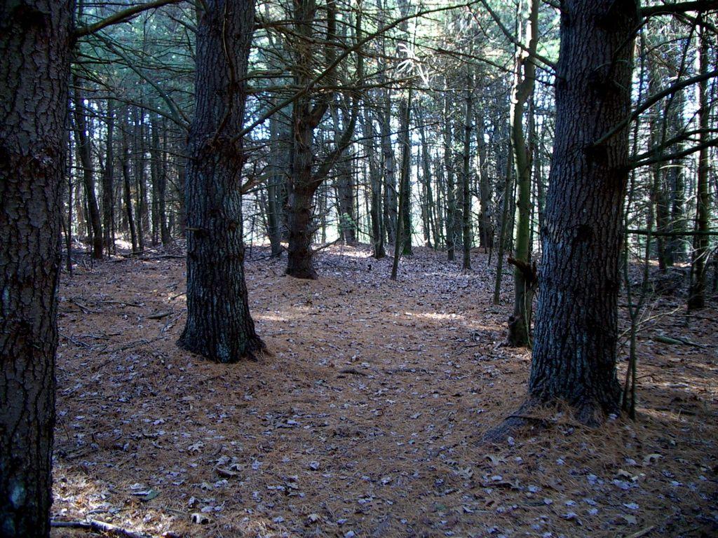 1024x768 Forests more important for German economy than cars