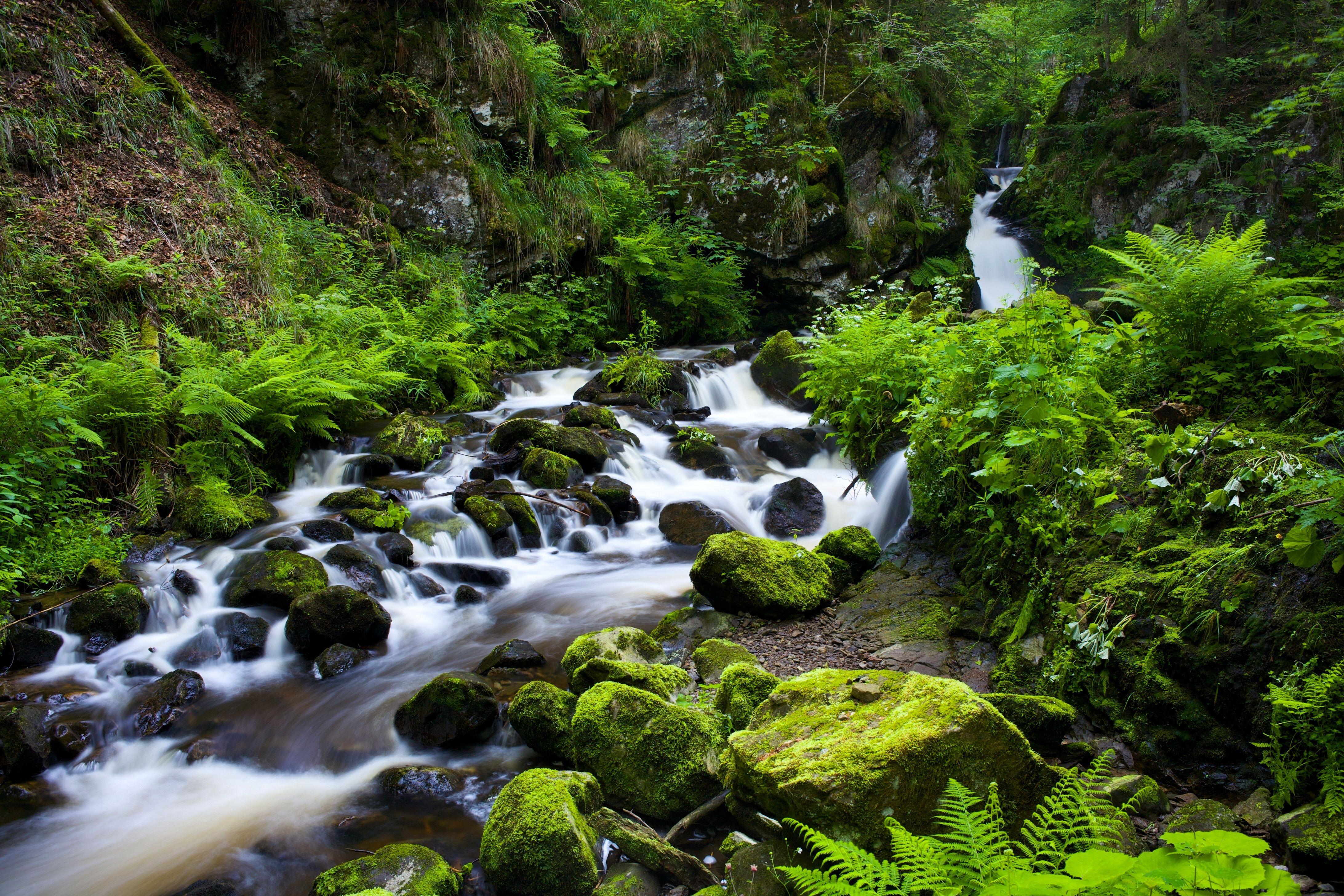 4368x2912 Free download black forest germany the black forest germany wallpaper landscapes [1680x1050] for your Desktop, Mobile & Tablet. Explore Black Forest Germany Wallpaper. Black and White Forest Wallpaper, HD