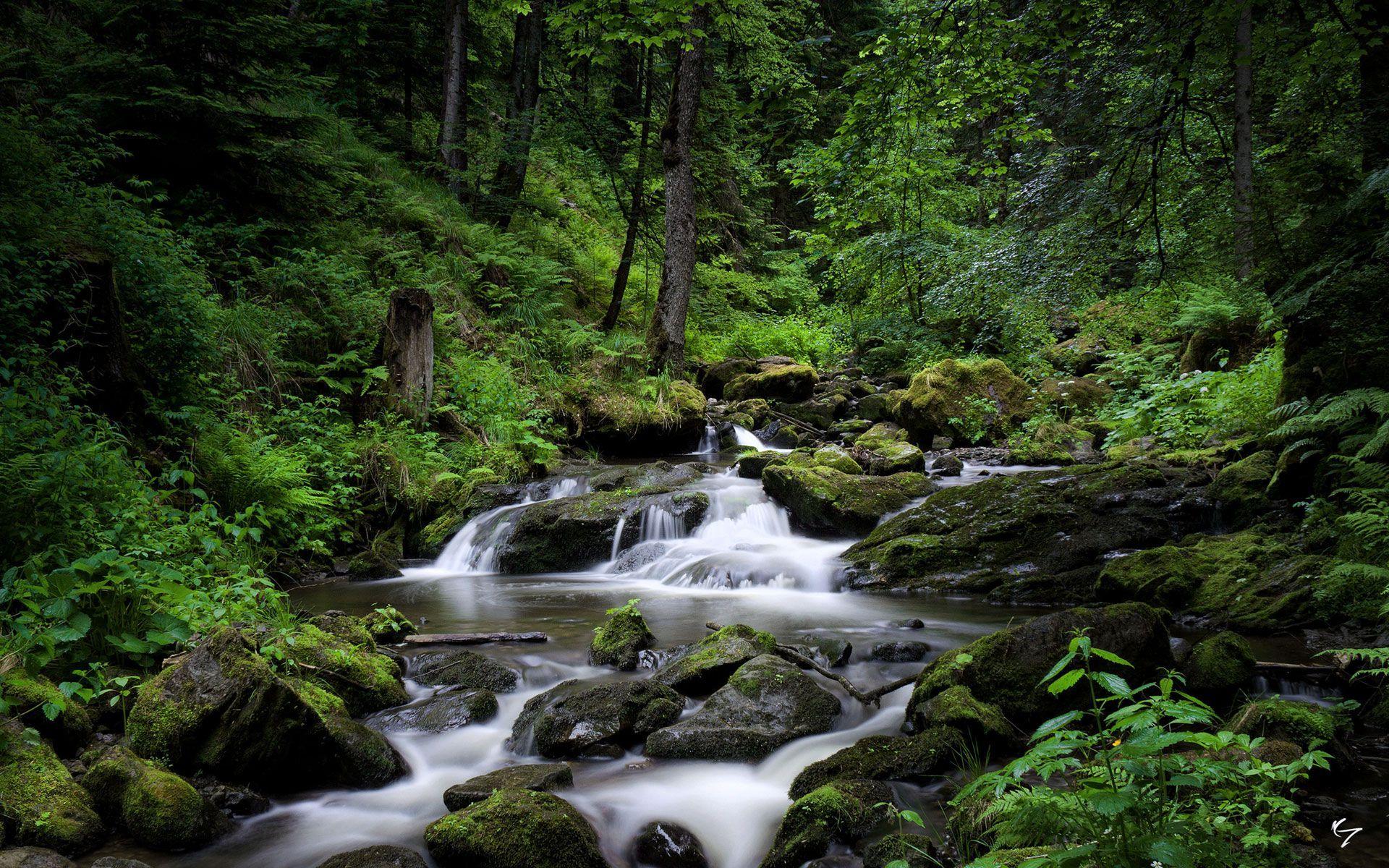 1920x1200 black forest forest germany, Forest river, Black forest