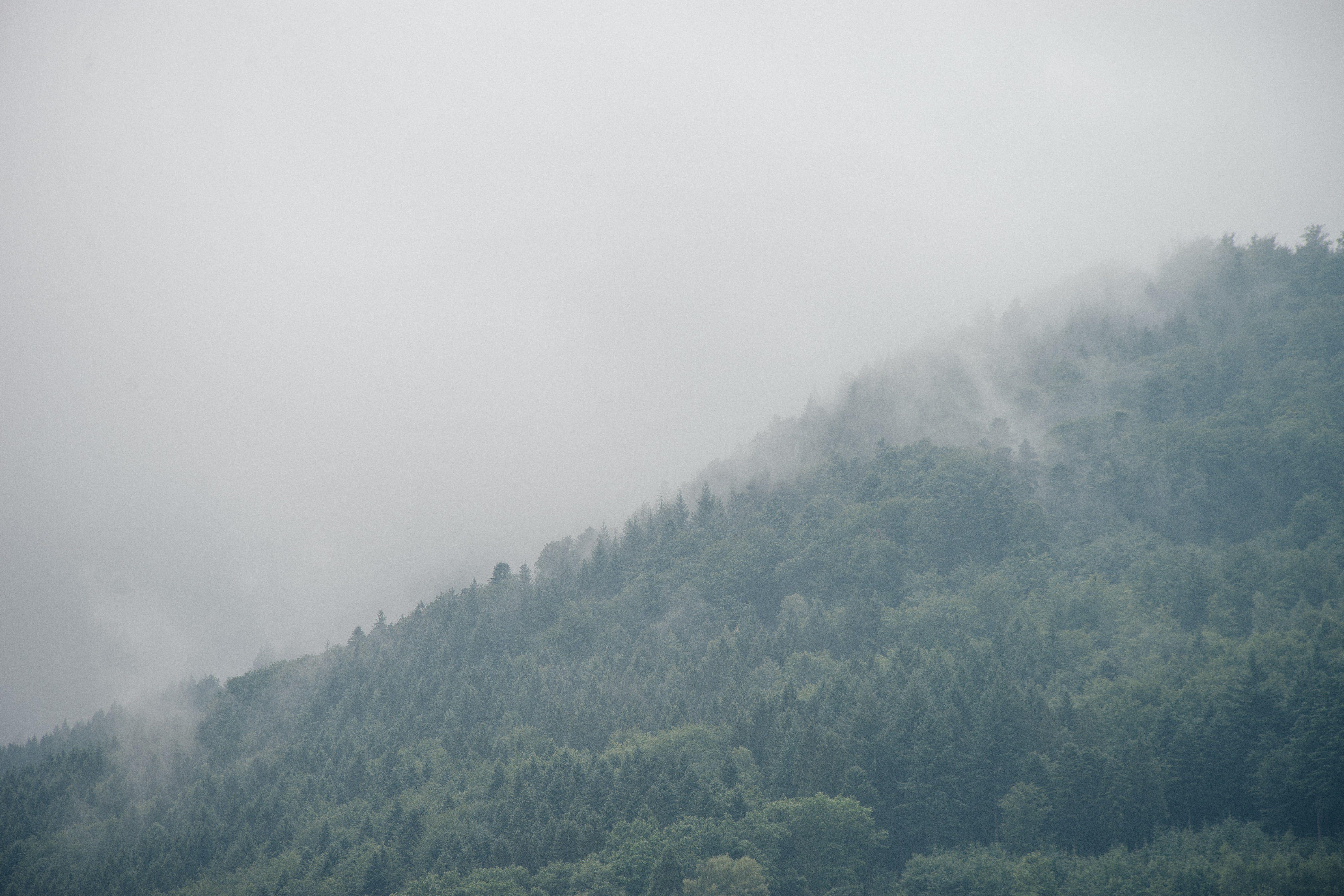 6000x4000 Black Forest Germany 4K wallpaper
