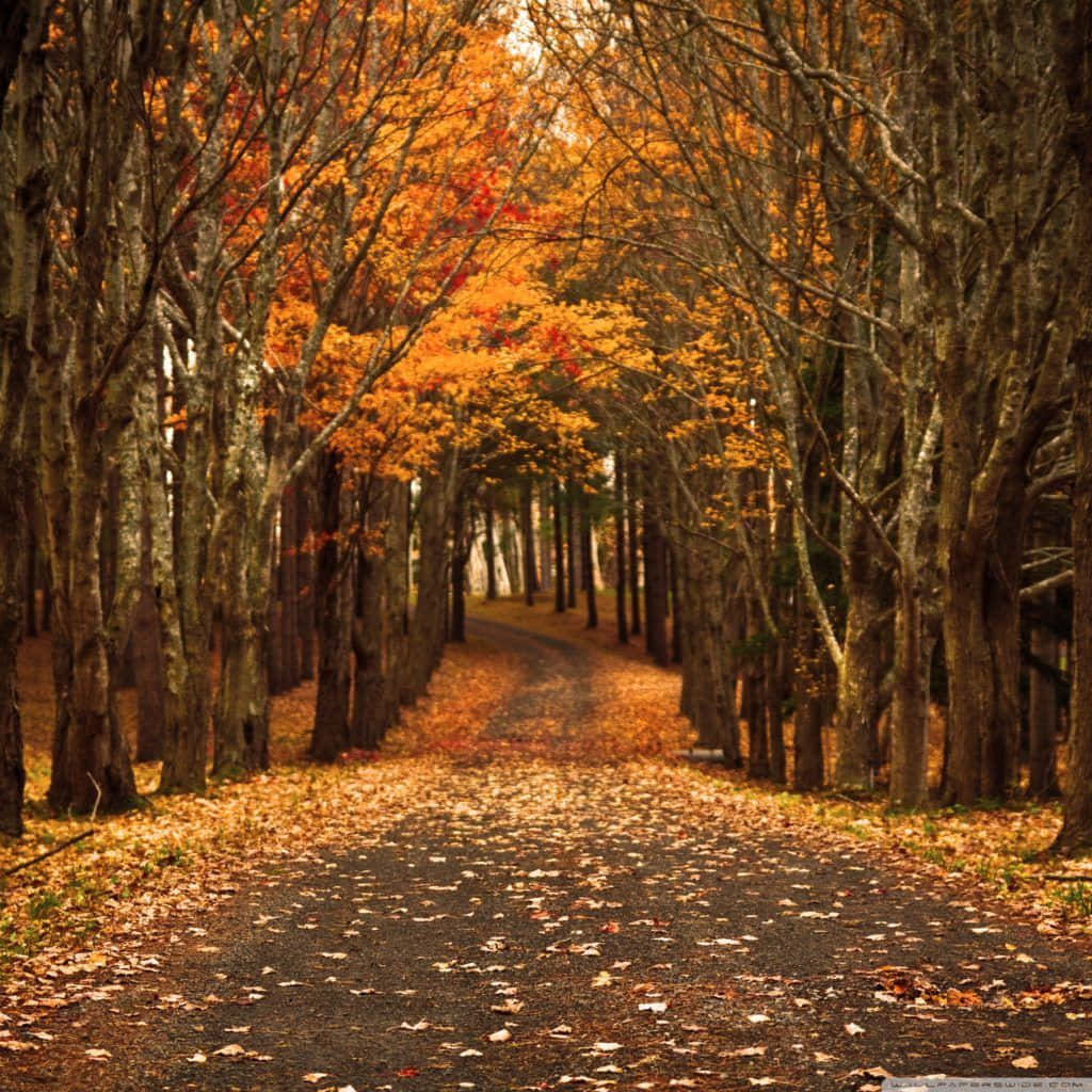 1024x1024 Cozy Autumn iPad Wallpaper