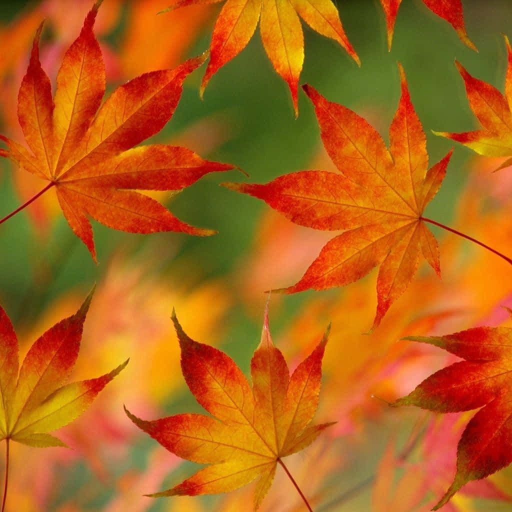 1024x1024 Cozy And Fun Fall Scene To Enjoy With Your iPad Wallpaper