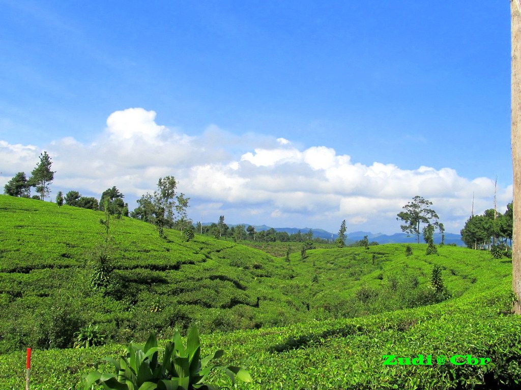 1024x768 Tea farming. wonosobo central java