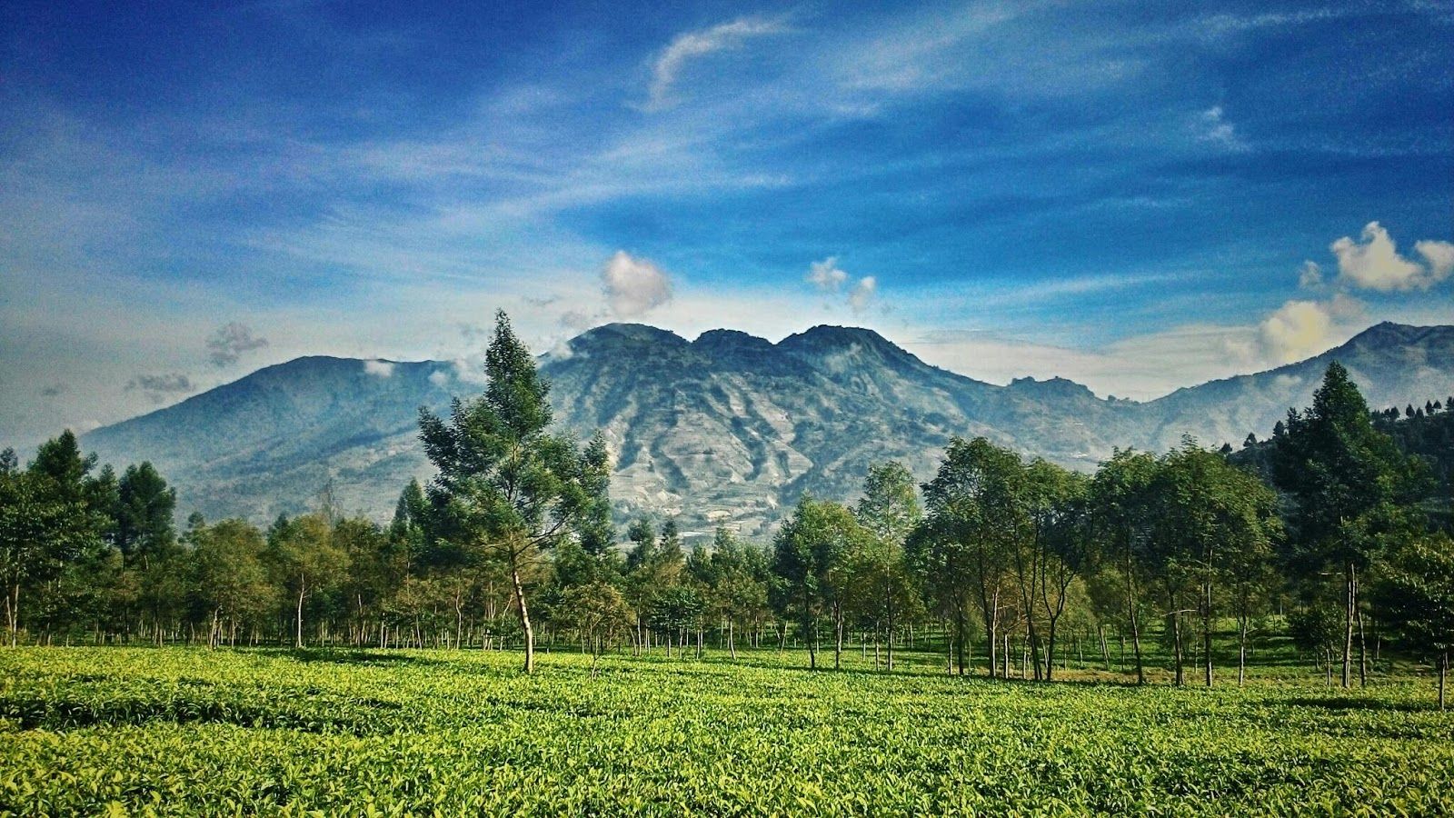 1600x900 Kebun Teh Tambi Dengan Pemandangan Yang Mempesona
