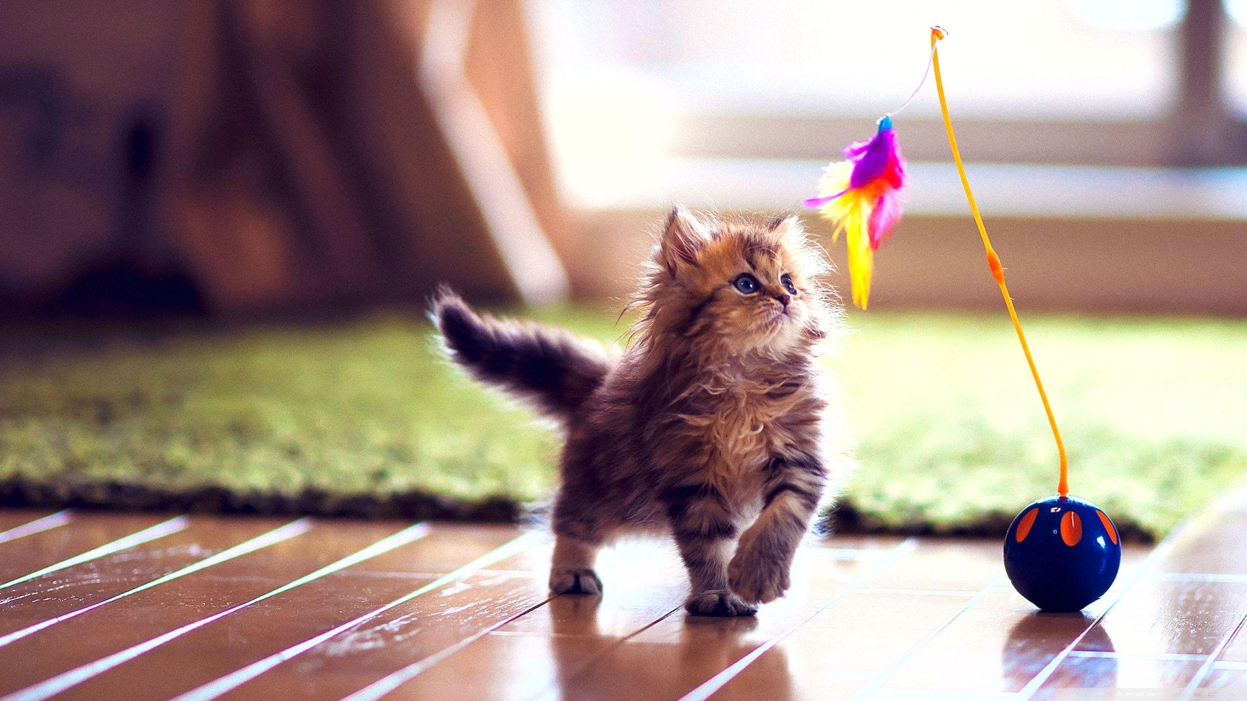 2560x1440 Cute Kitten Playing ❤ 4K HD Desktop Wallpaper for 4K Ultra HD TV