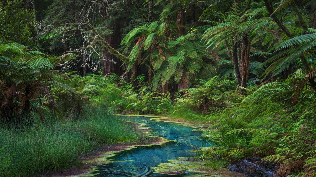 1280x720 Redwood Memorial Grove in Whakarewarewa Forest, North Island, New Zealand Gallery · Peapix