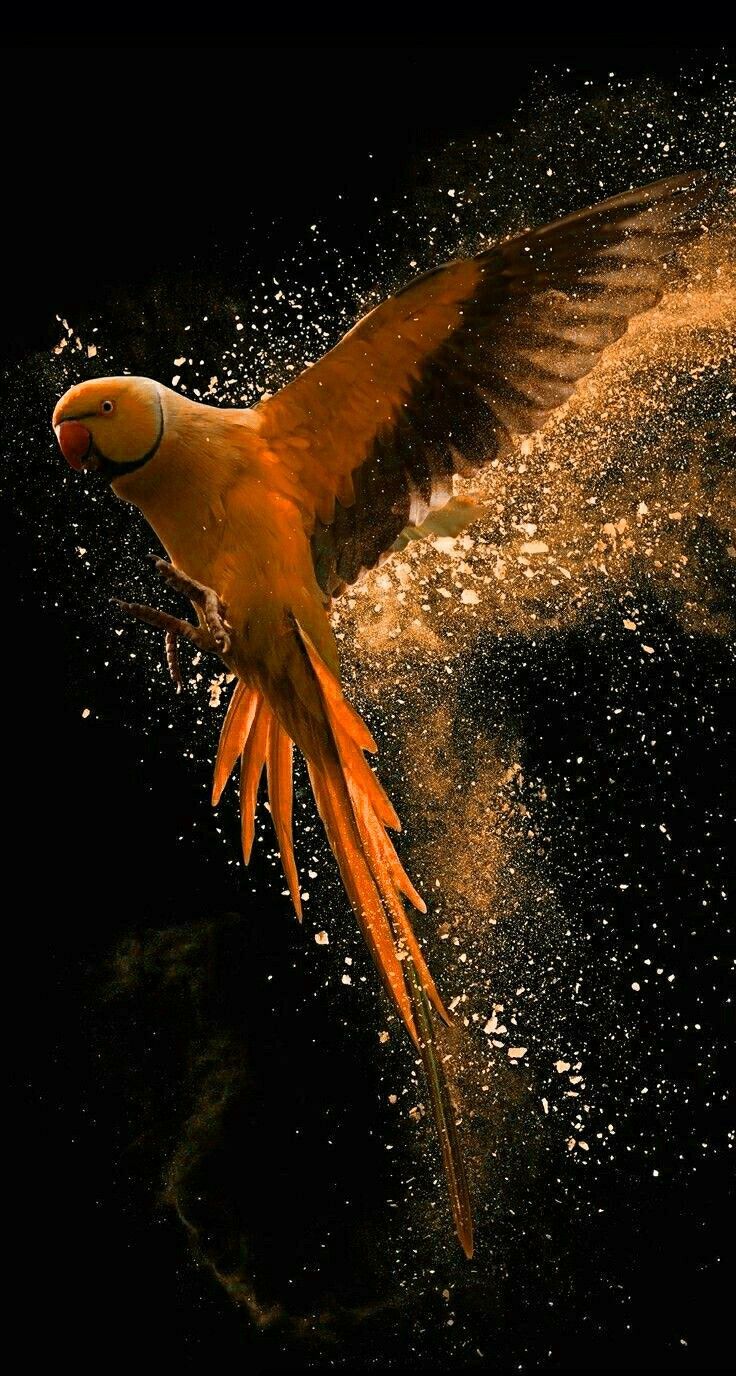 736x1376 Bird Flying Wall Mural. Gaiolas para passaros, Imagens misticas, Imagens fantásticas
