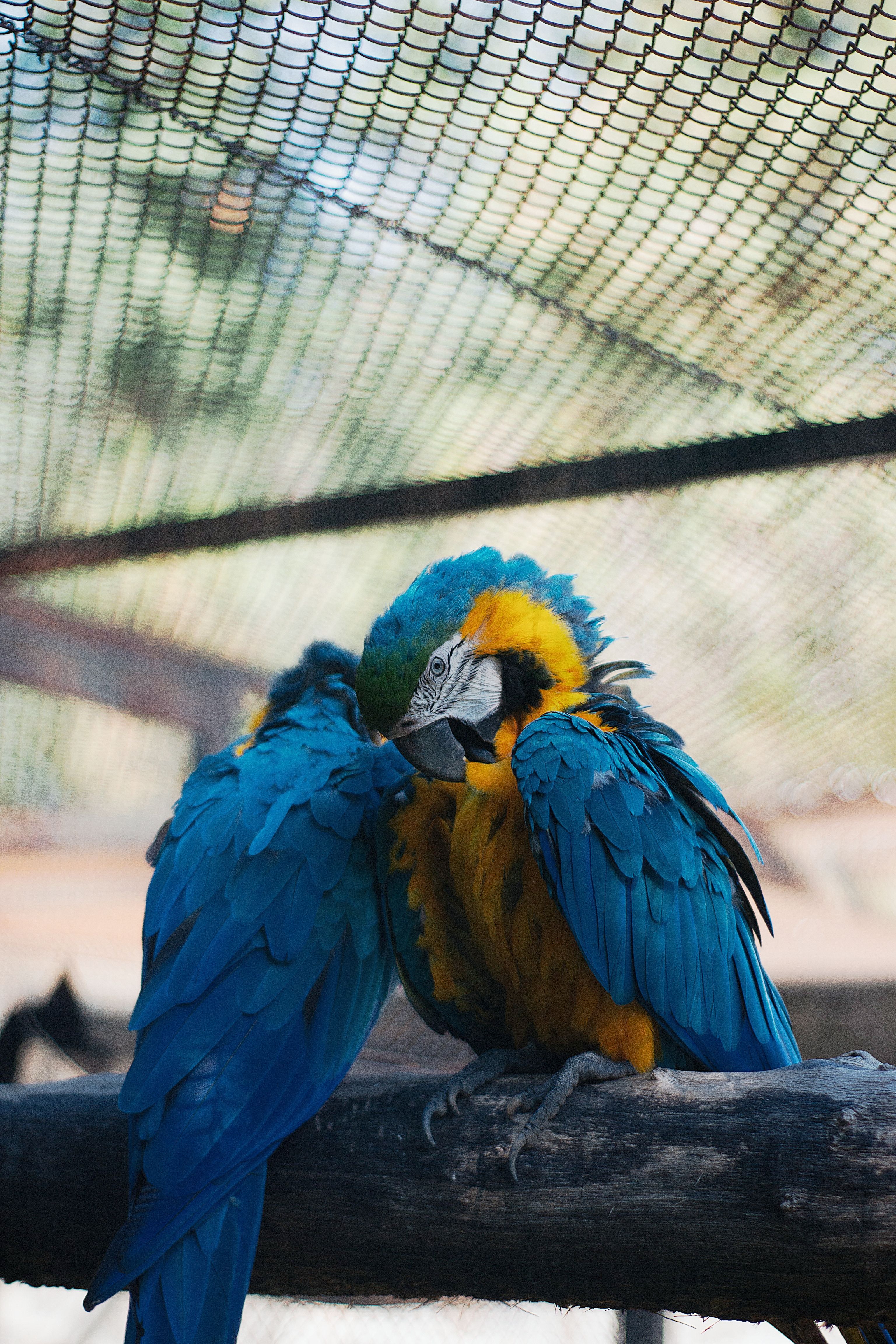3072x4608 4k Wallpaper Parrot Os Photo, Download The BEST Free 4k Wallpaper Parrot Os & HD Image