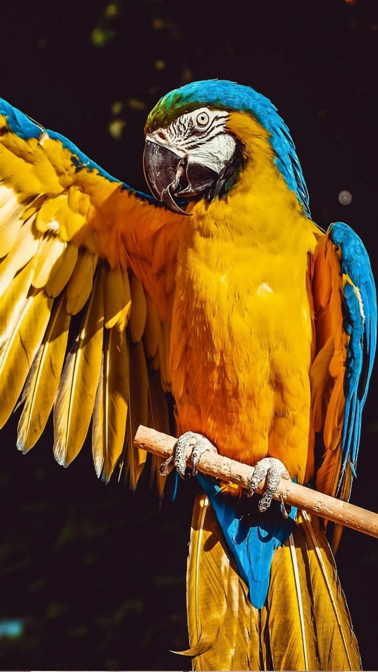 736x1308 Macaw Parrot Bird 4K Ultra HD Mobile Wallpaper for iPhone & Android