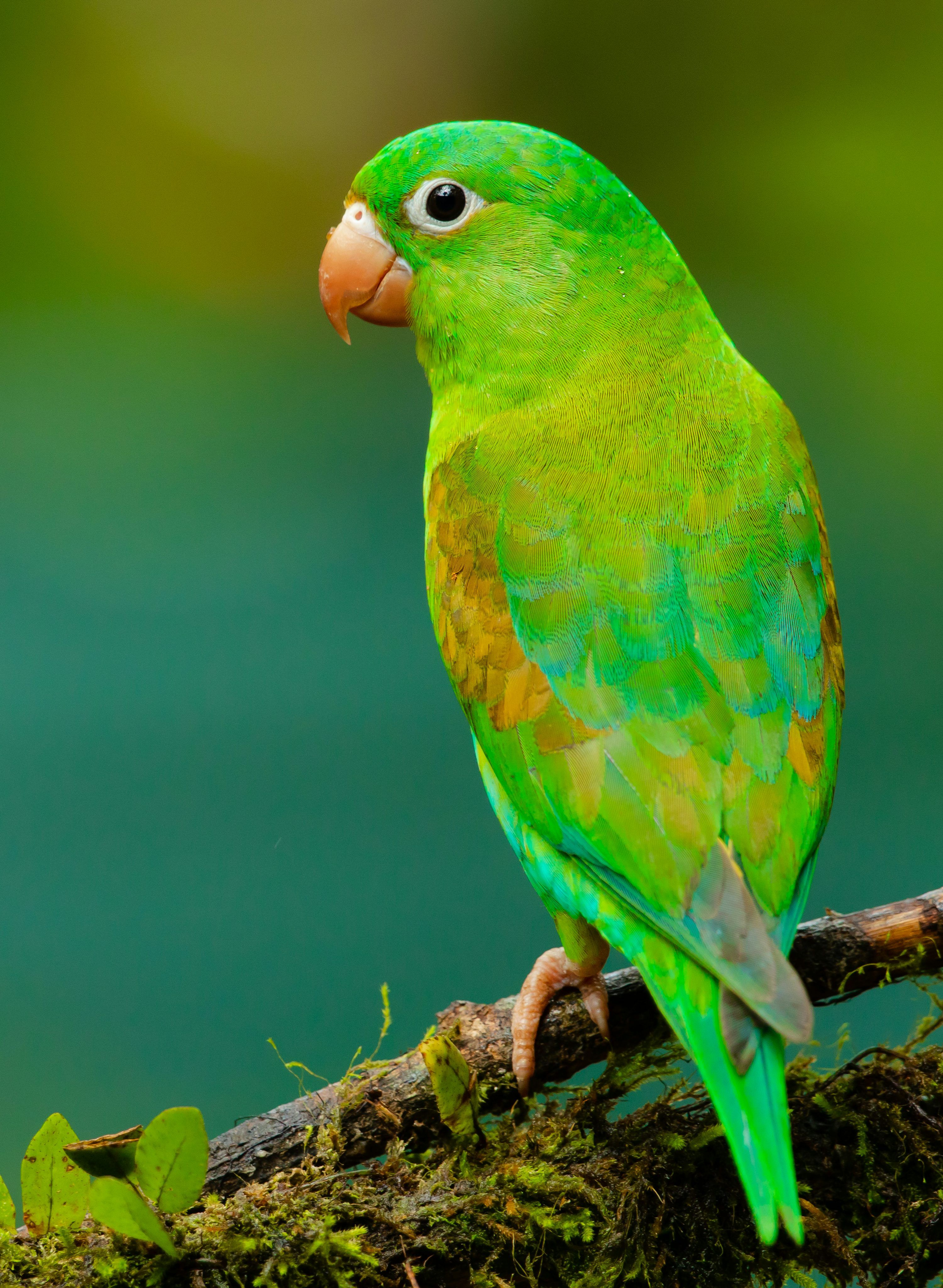 3000x4096 Parrot Picture. Download Free Image