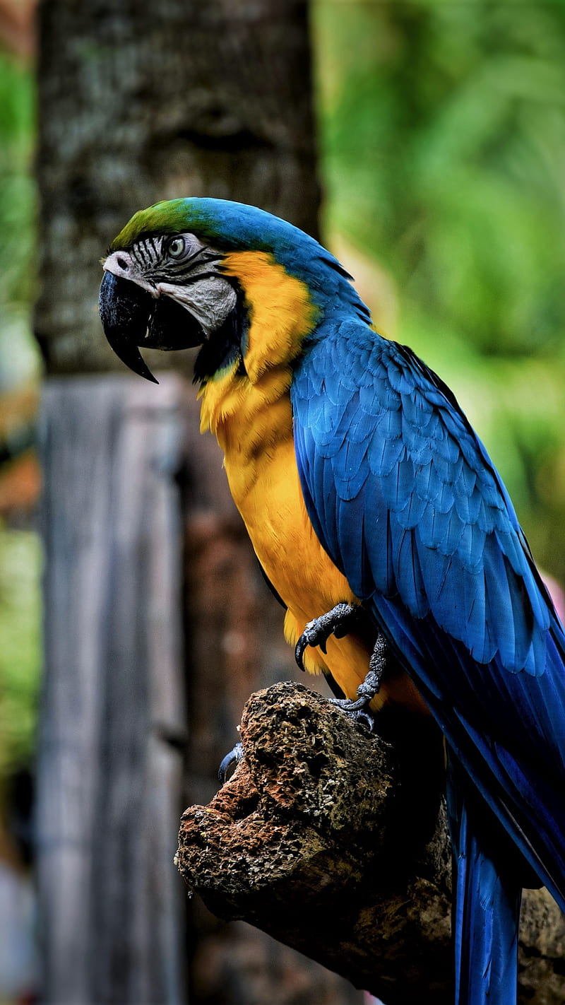 800x1422 Parrot, animals, birds, branch, parrots, tree, vsgr, wild, HD phone wallpaper