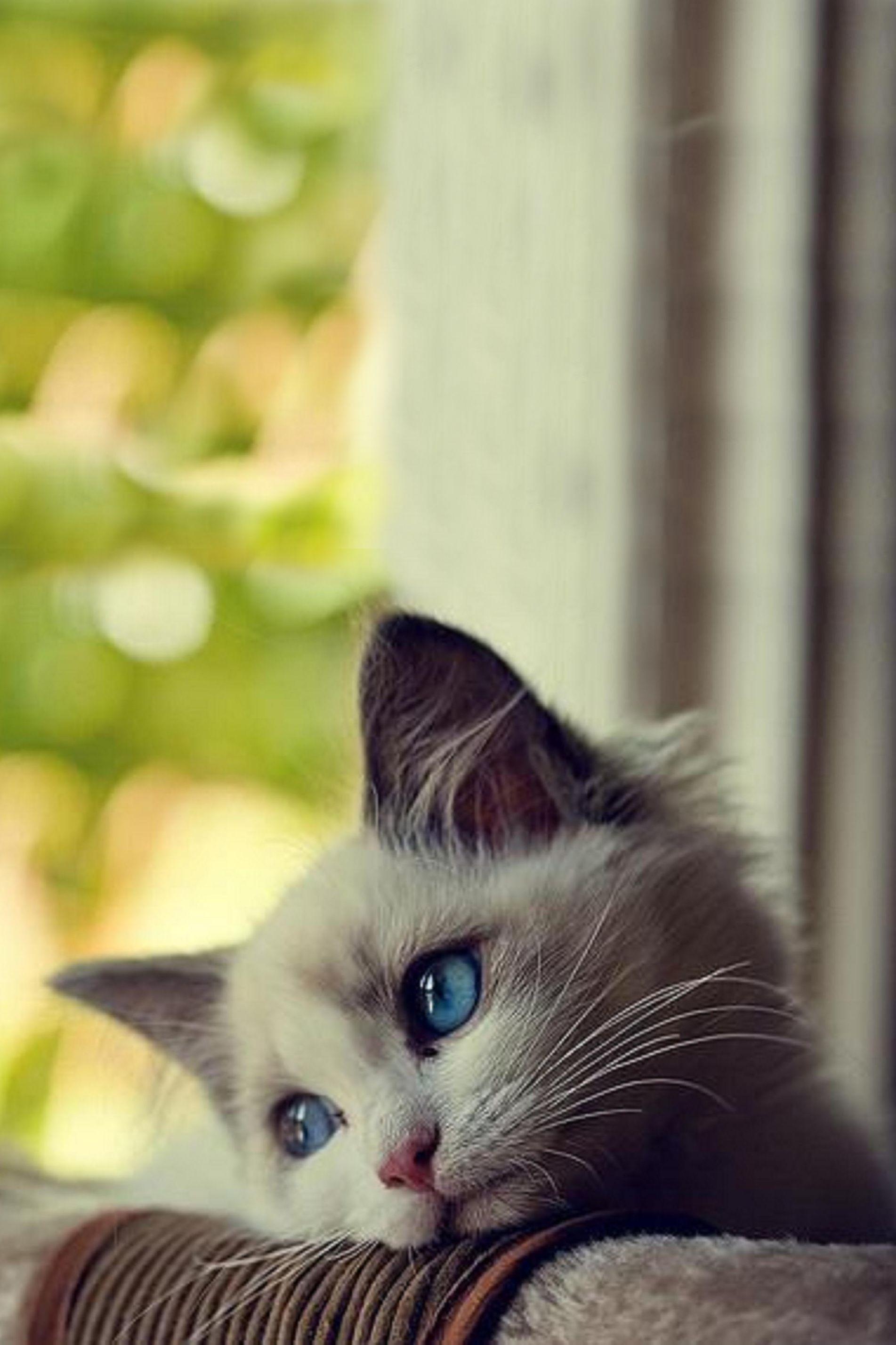 1903x2854 Android Wallpaper HD