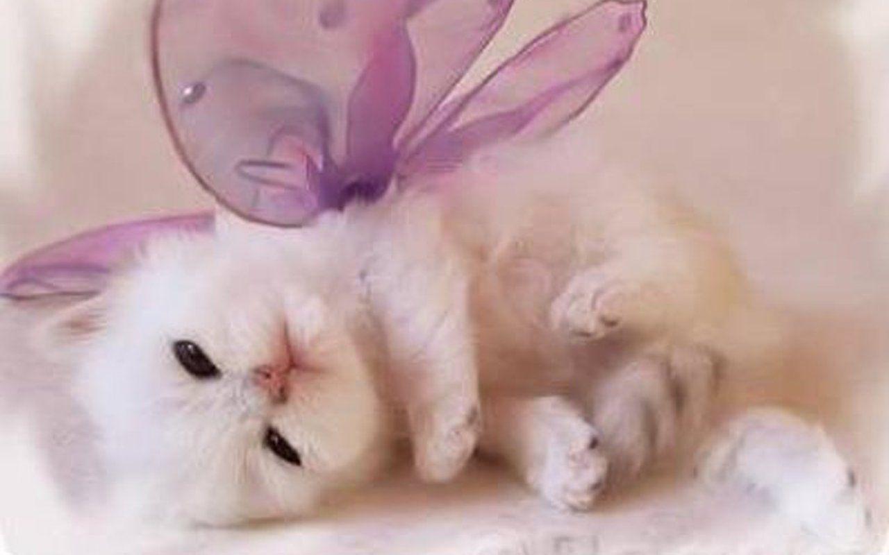 1280x800 Cute Kitten Wallpaper