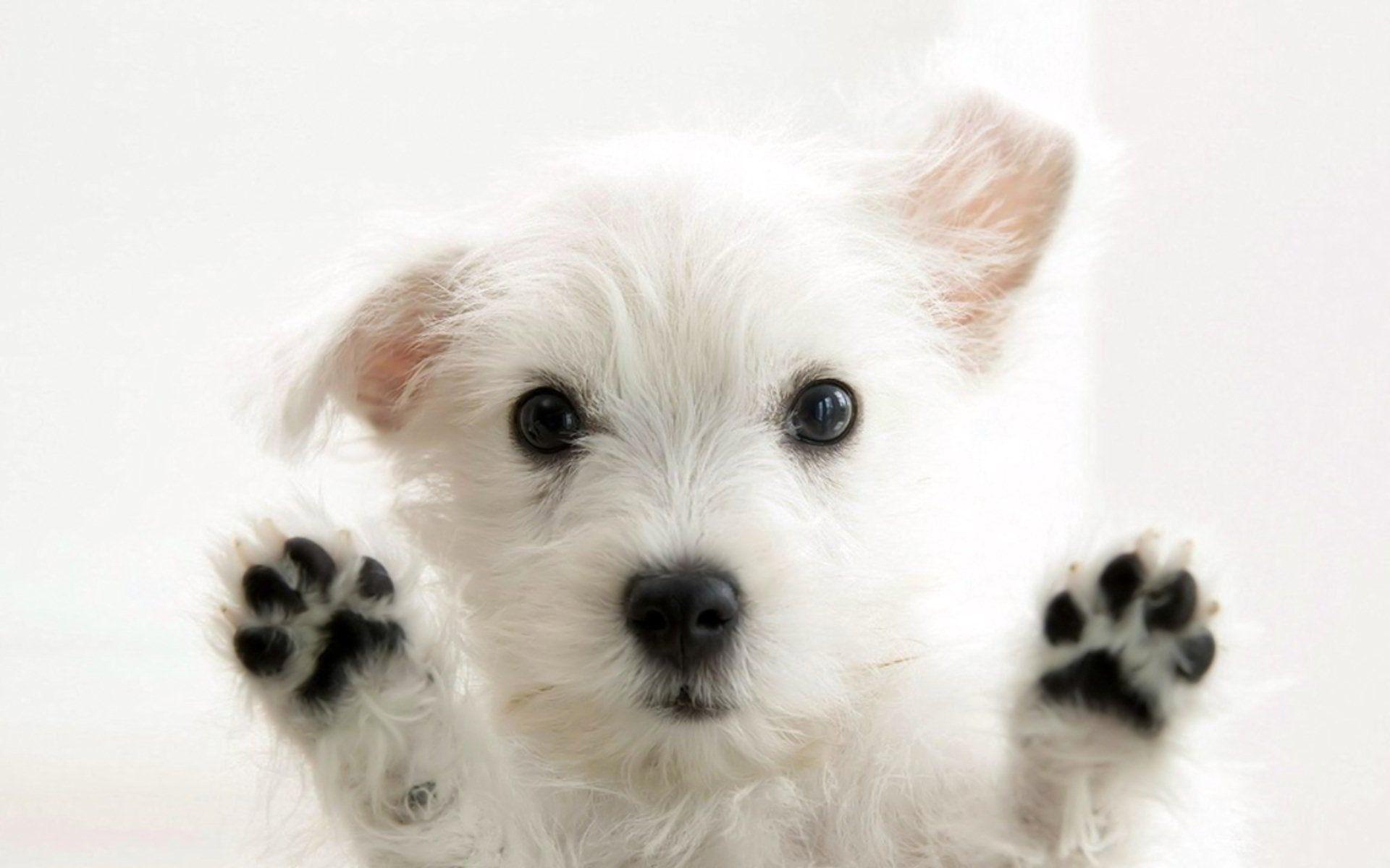 1920x1200 Dog Animal Wallpaper