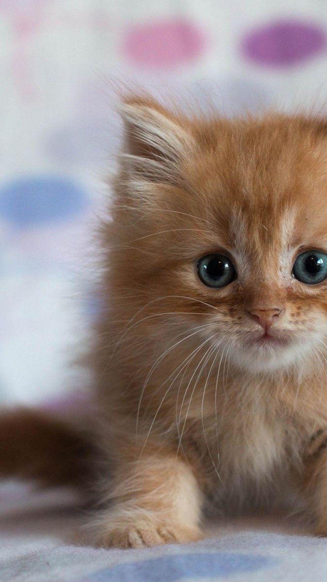 1080x1920 Cute Cats HD Wallpaper for Xiaomi Redmi Note 3