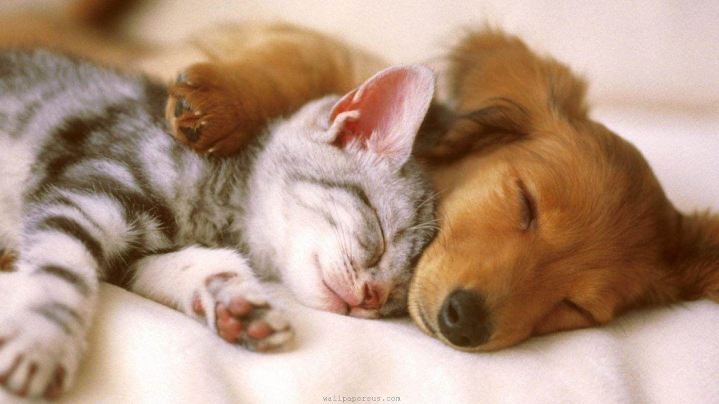 1440x810 Kittens And Puppies Wallpaper .