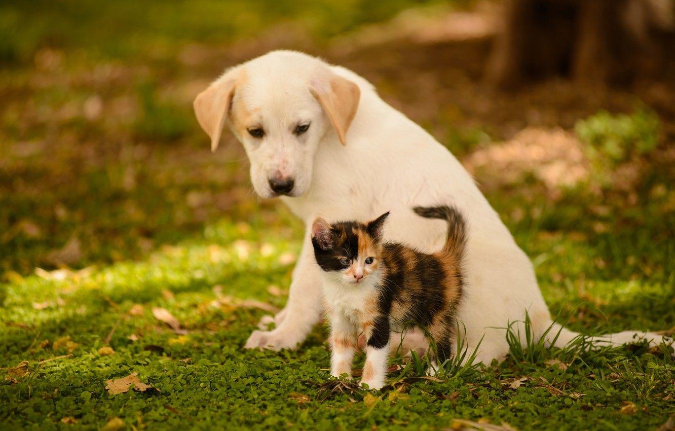 1332x850 Wallpaper dog, puppy, kitty, friends image for desktop, section животные