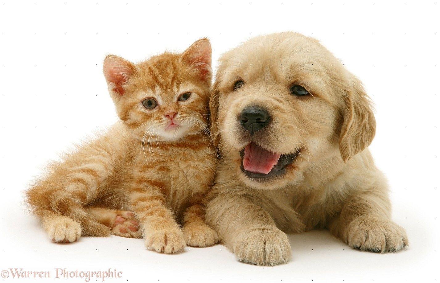 1427x918 Puppy And Rabbit Wallpaper