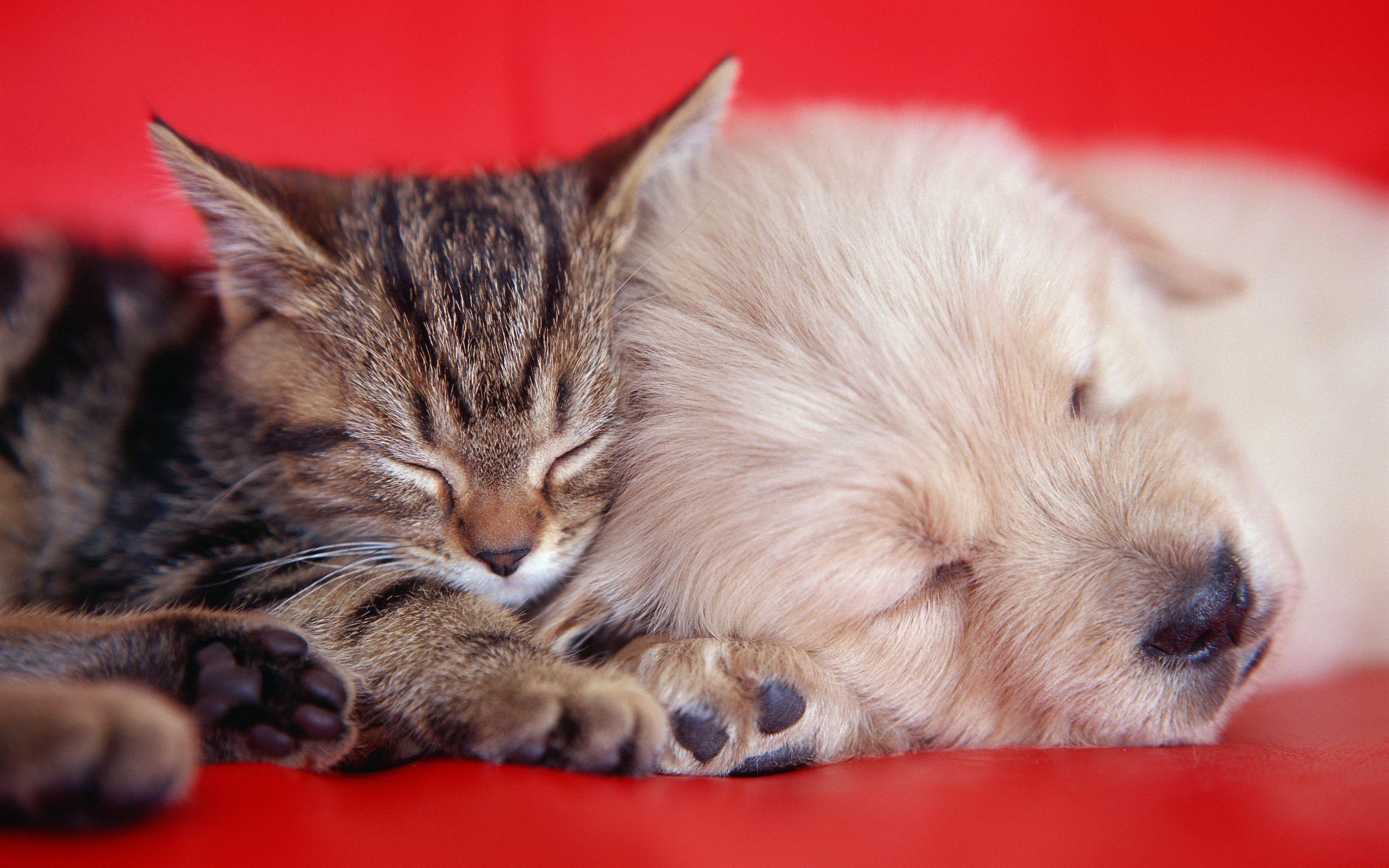 2880x1800 Kitty and puppy sleeping wallpaperx1800