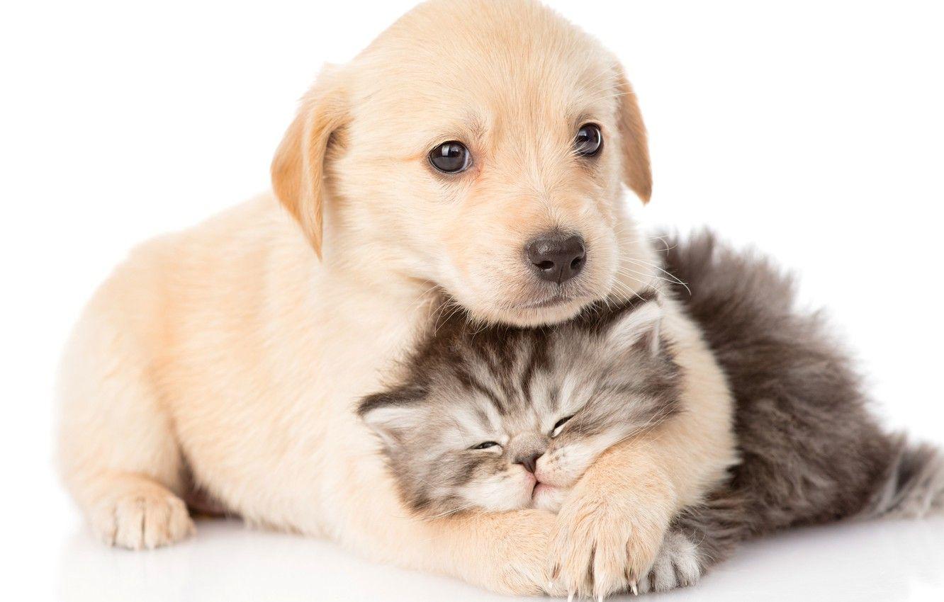 1332x850 Wallpaper kitty, puppy, kids image for desktop, section животные
