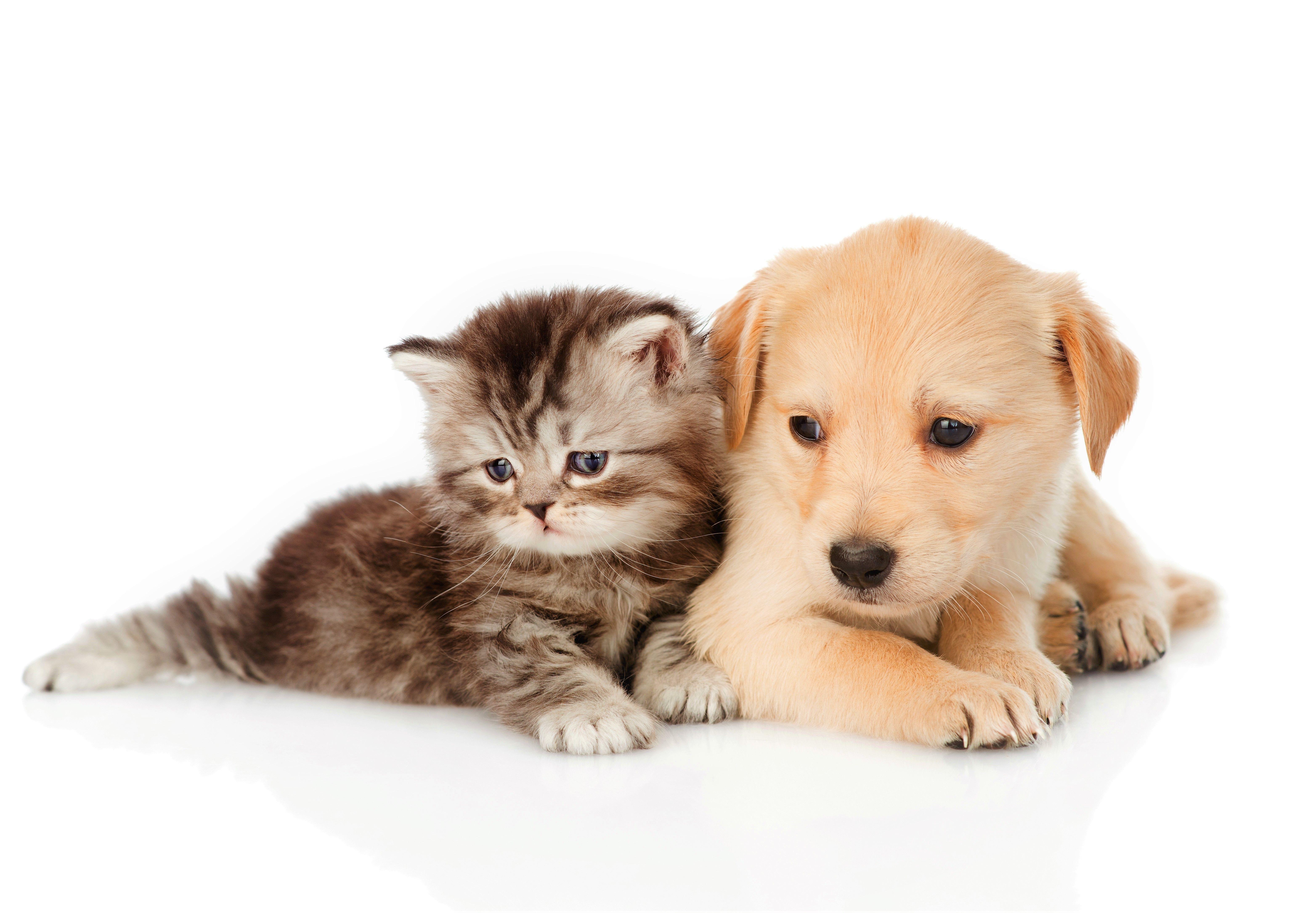6256x4341 Animal Baby Animal Cute Dog Kitten Pet Puppy wallpaperx4341