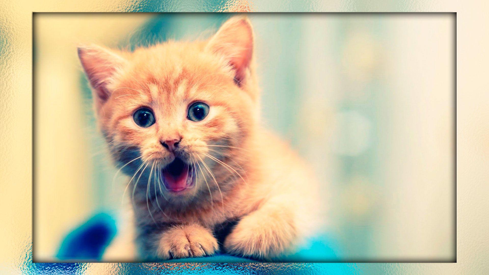 Cute Kitten Wallpapers - Top Free Cute Kitten Backgrounds - WallpaperAccess