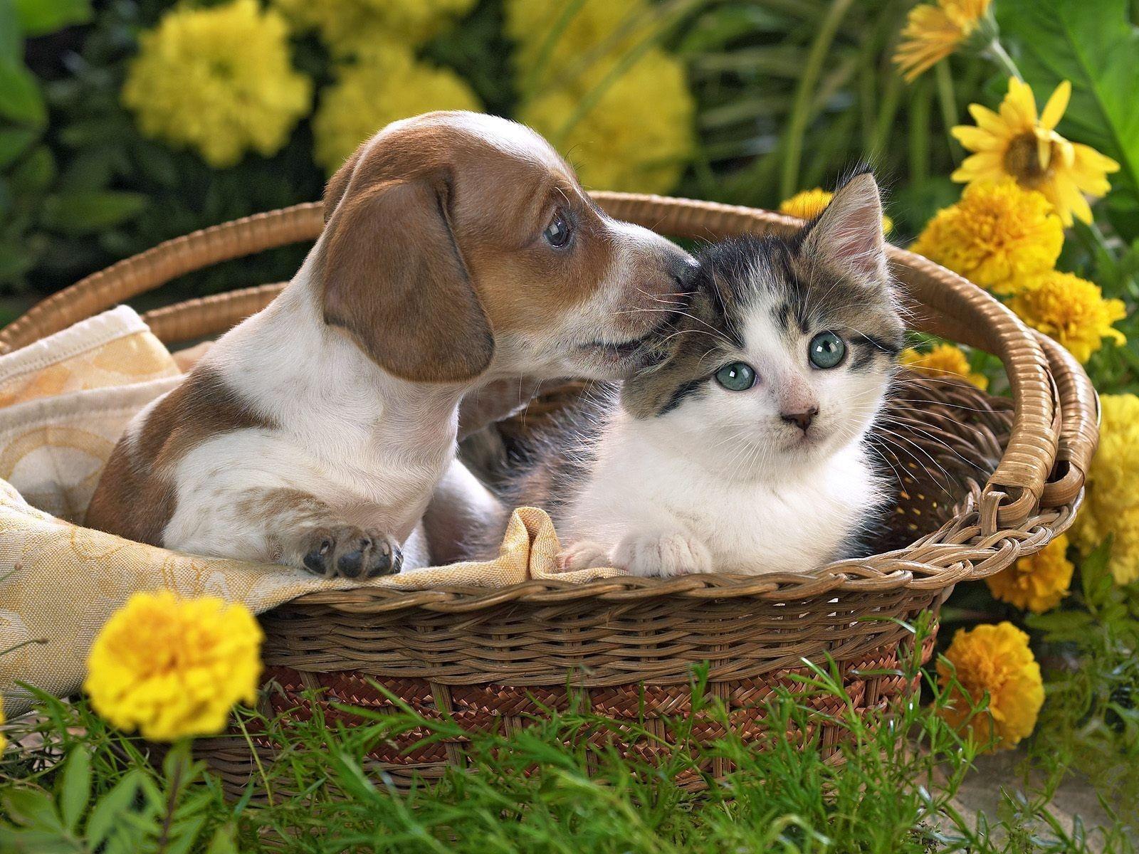 1600x1200 Puppy and kitty in one basket wallpaper and image, picture, photo