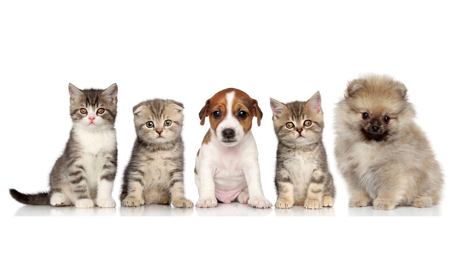 1920x1080 image Spitz puppies kitty cat Jack Russell terrier dog 1920x1080