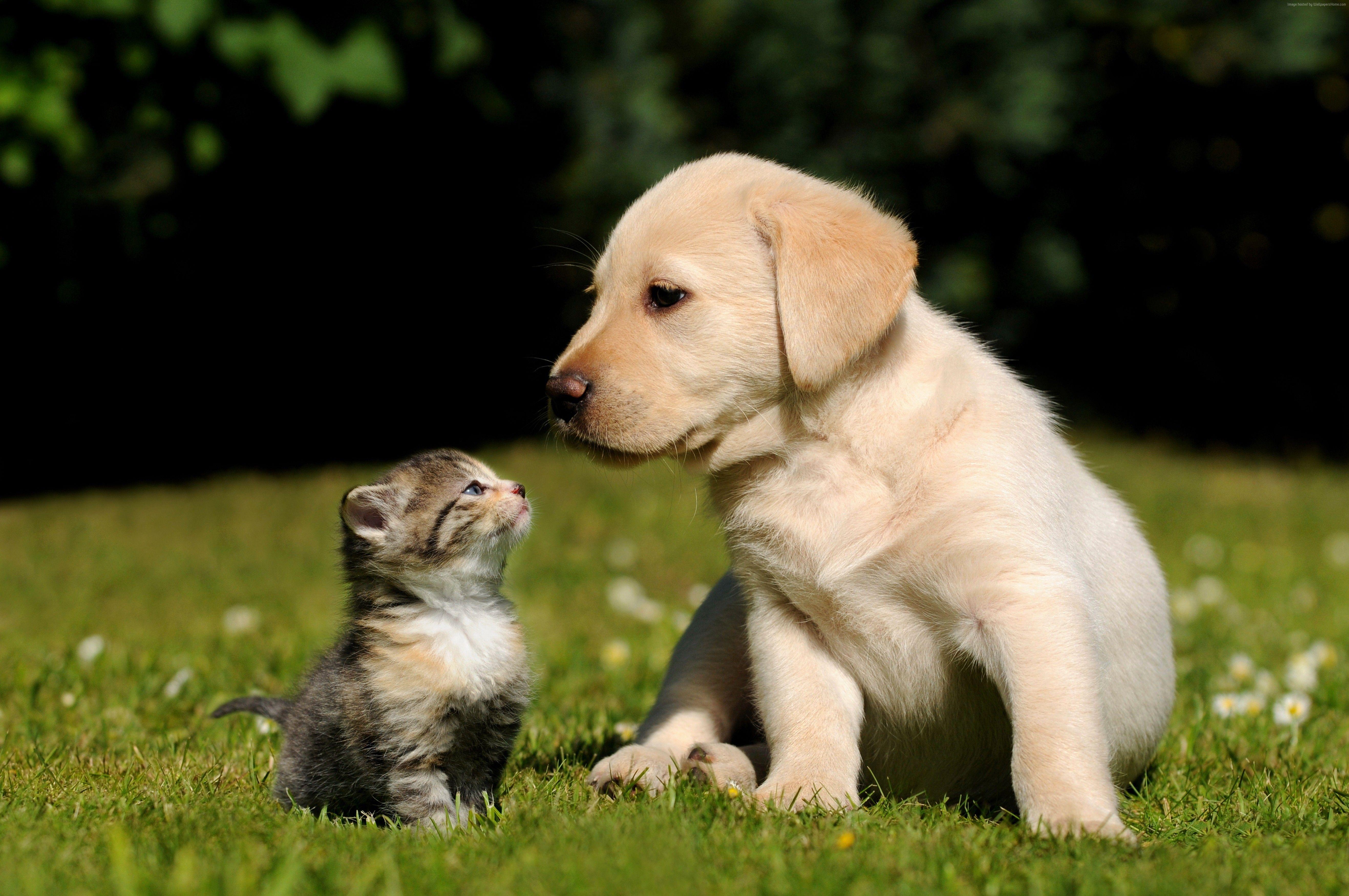 5269x3500 #Friends, #green, #sunny day, #cute, #cat, #grass, #kitty, #puppy, # dog, #pet. Mocah.org HD Wallpaper
