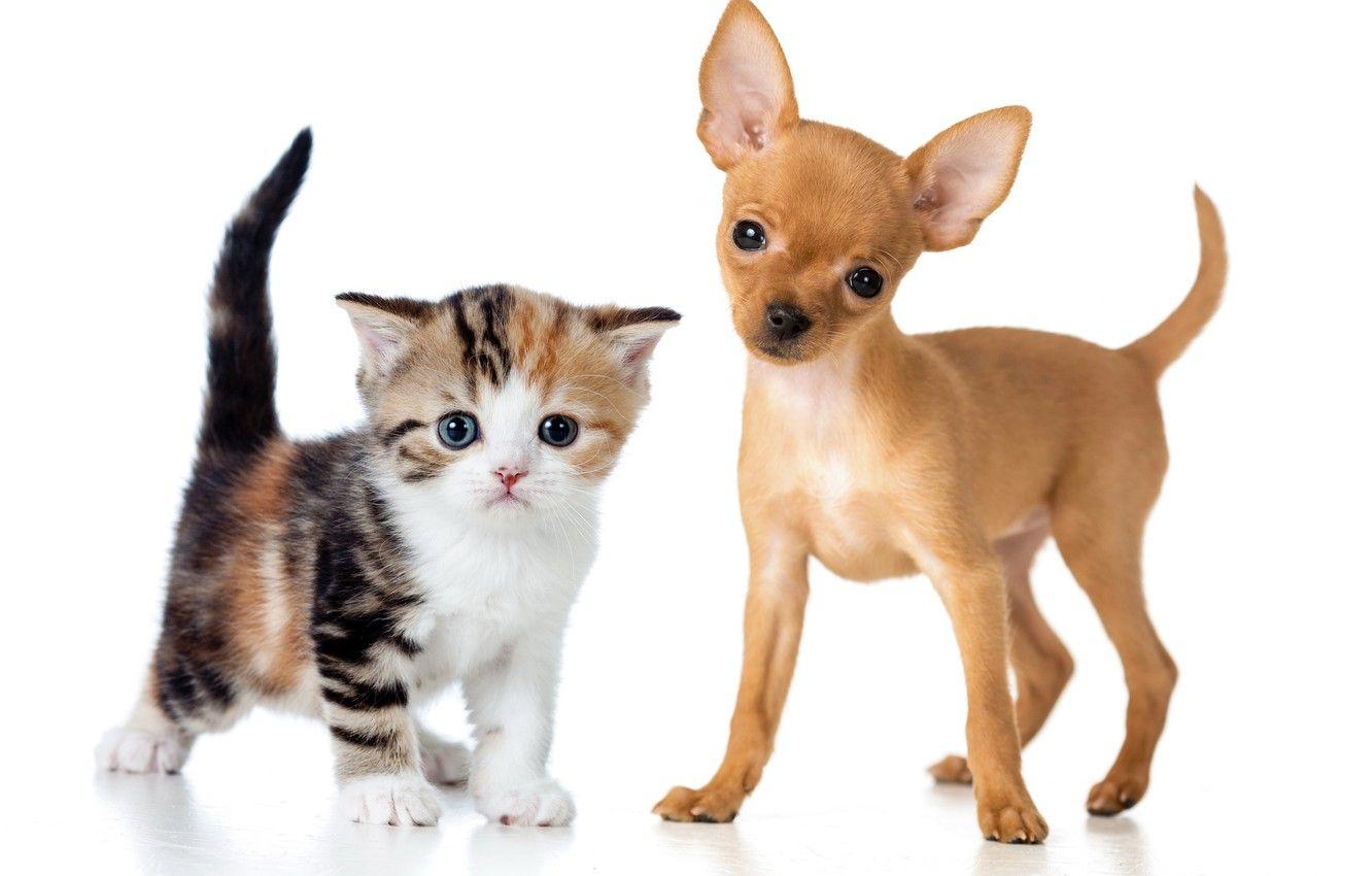 1332x850 Wallpaper kitty, puppy, puppy, kitten .
