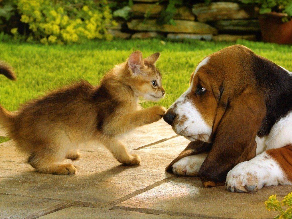 1024x768 Kittens And Puppies Wallpaper Desktop (1024x768 px)