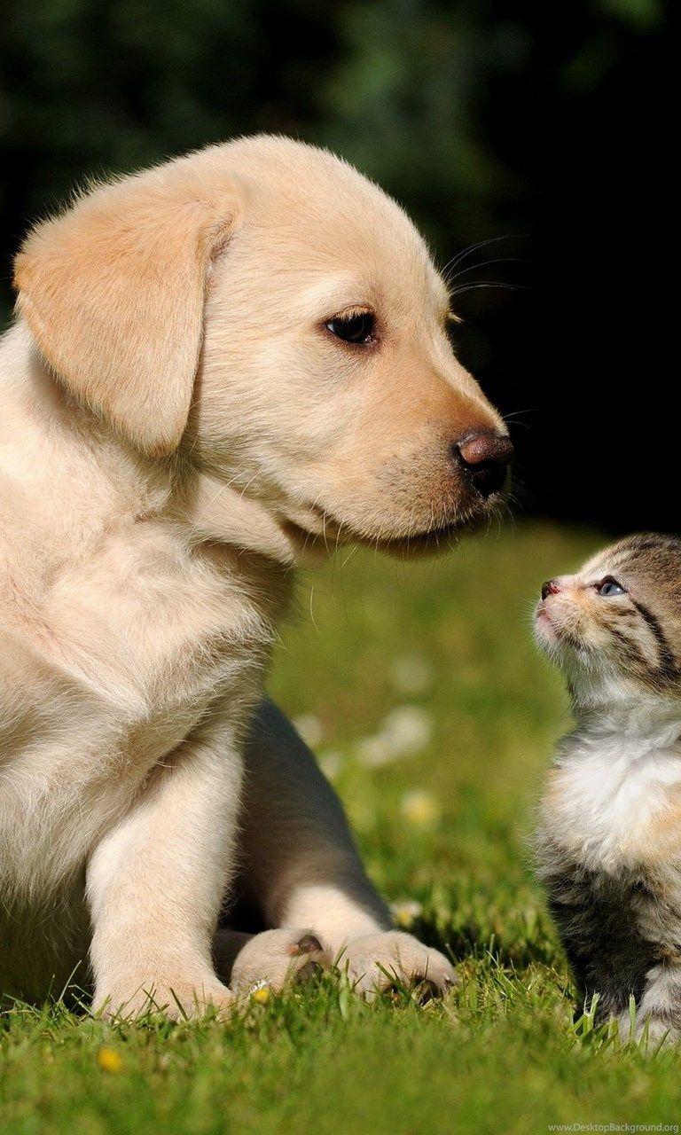 Kitty and Puppy Wallpapers - Top Free Kitty and Puppy Backgrounds ...