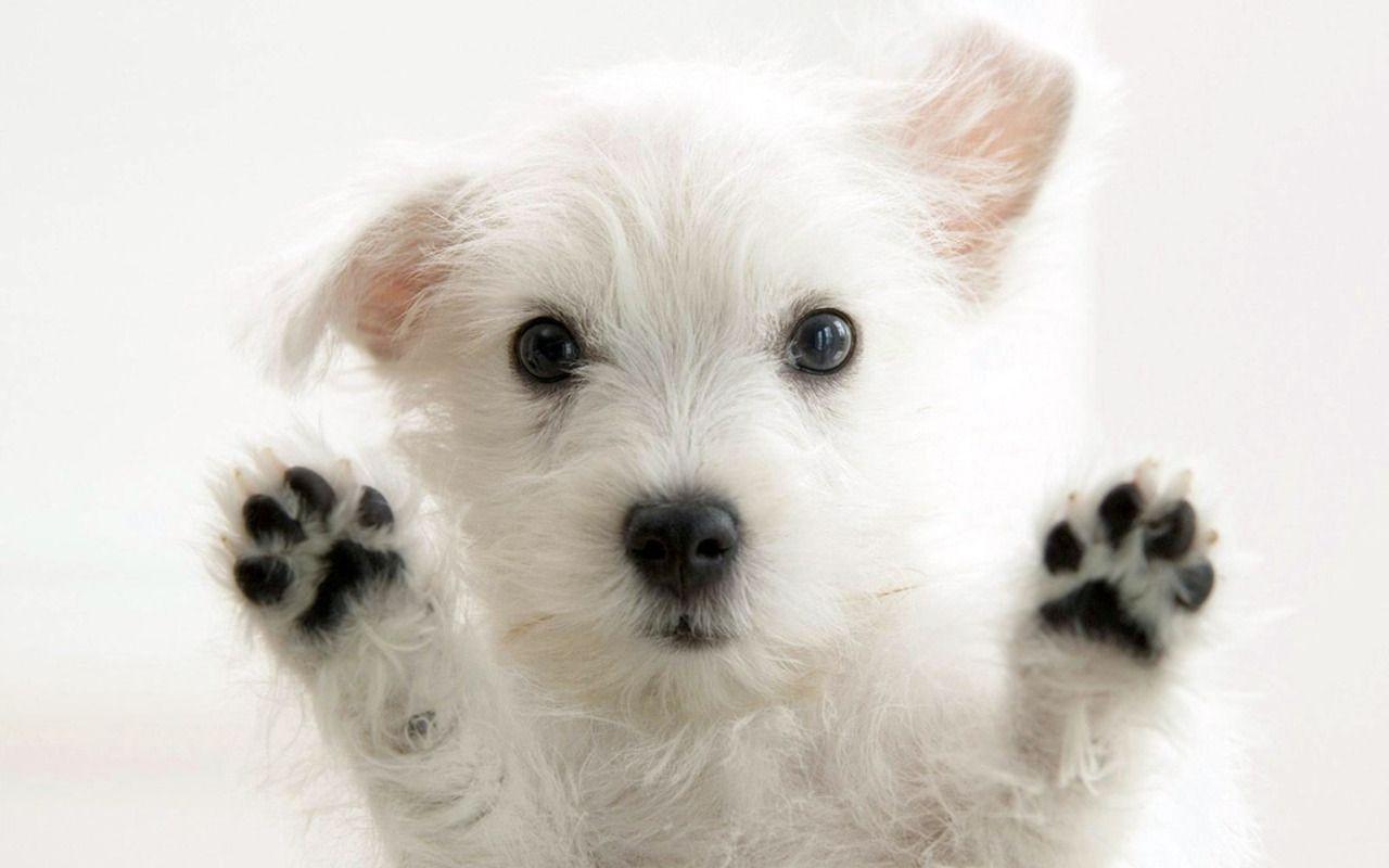 1280x800 Puppy & Kitten Packages