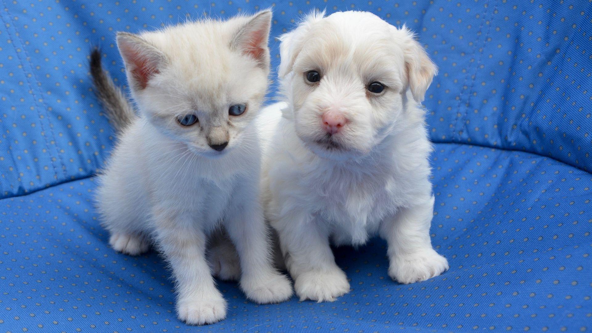 Kitty and Puppy Wallpapers - Top Free Kitty and Puppy Backgrounds ...