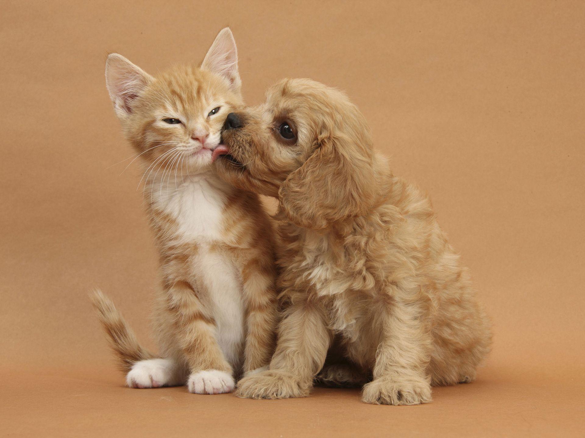 Kitty and Puppy Wallpapers - Top Free Kitty and Puppy Backgrounds ...