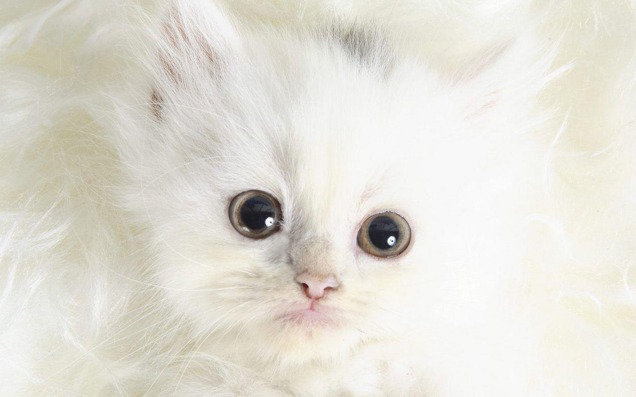 1280x800 Hot, Spicy & Stuuning HD Wallpaper: Cute Kittens Wallpaper