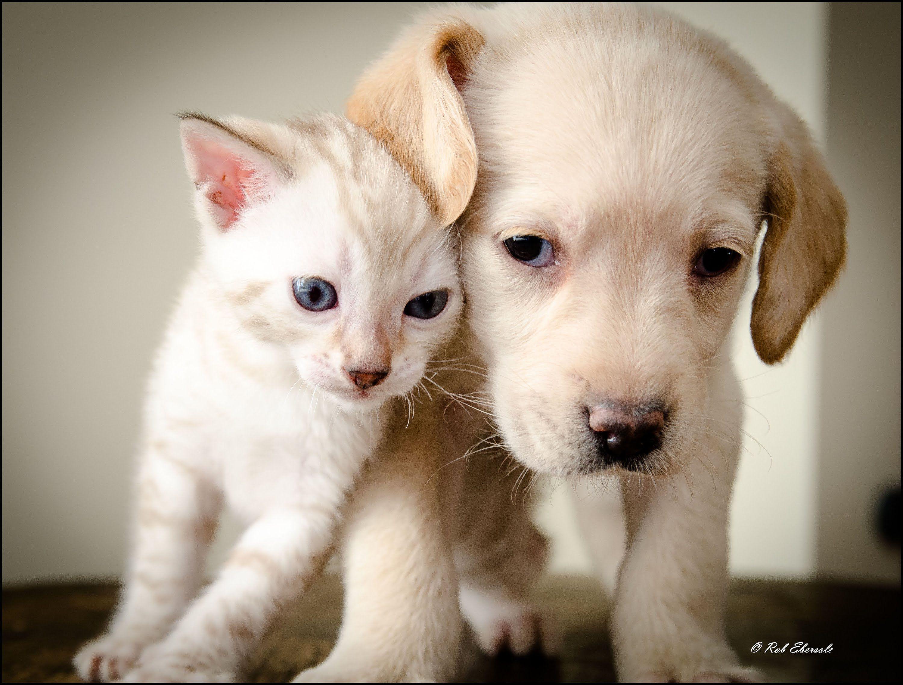 3000x2276 Wallpaper Of Puppies And Kittens