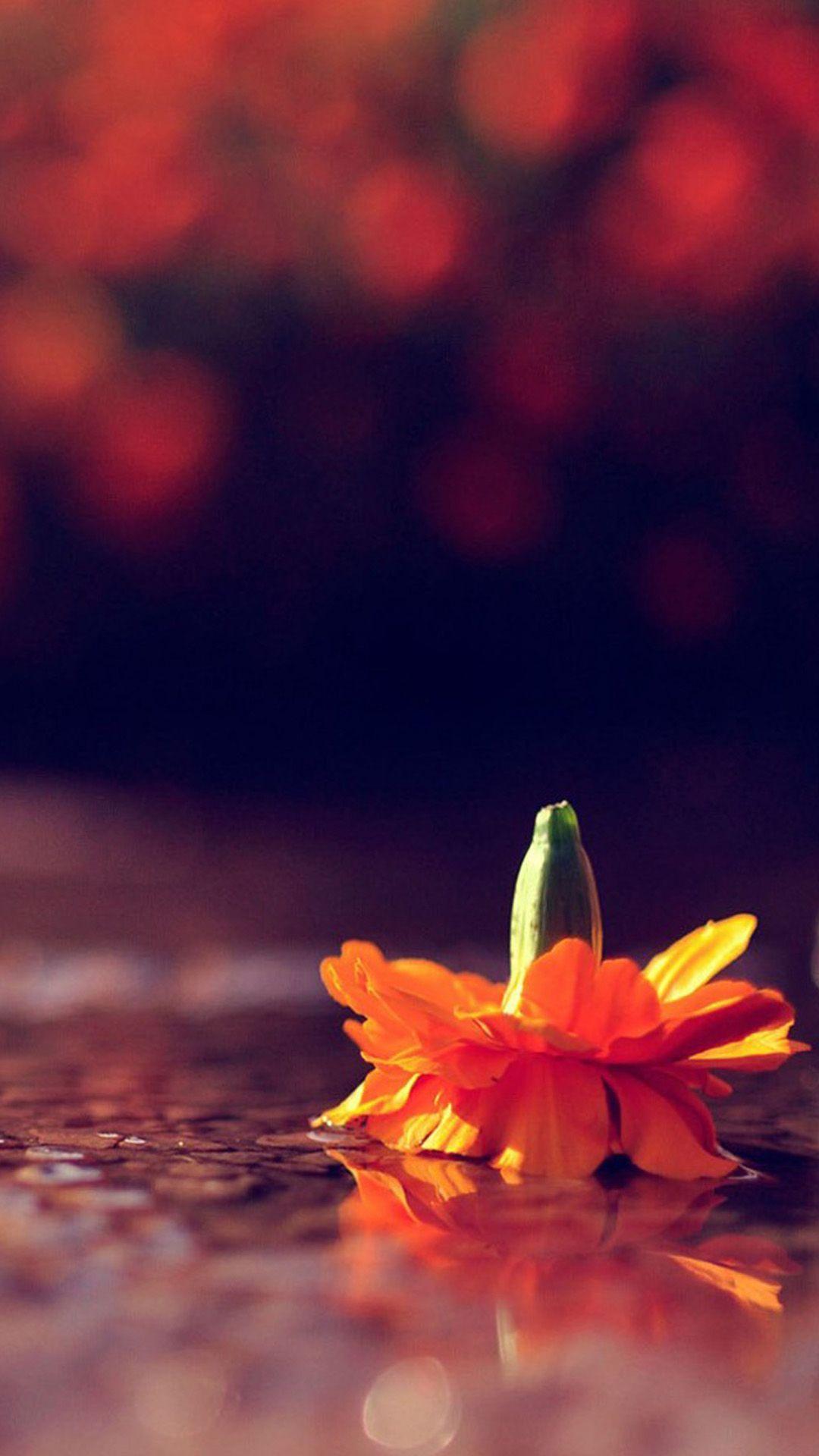1080x1920 Handstand Flower Bokeh IPhone 6 Wallpaper Download. IPhone Wallpaper, IPad Wallpaper One Stop Download. Flower Bokeh, IPhone 5s Wallpaper, IPhone 6 Wallpaper