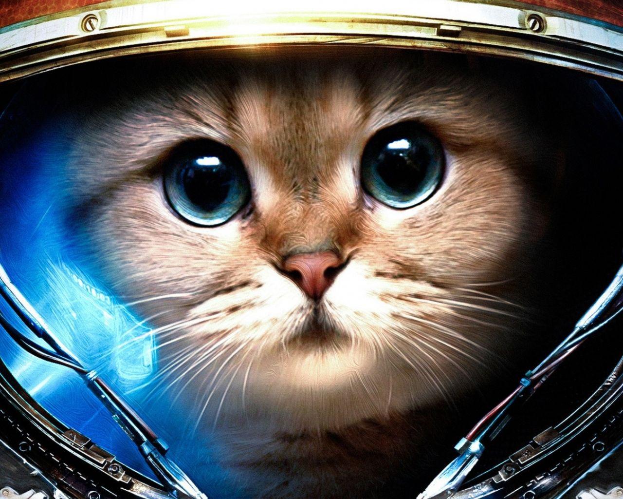 1280x1024 Free download Cats Desktop Background Wallpaper High Definition High Quality [1920x1080] for your Desktop, Mobile & Tablet. Explore Cat Desktop Wallpaper. Funny Cat Desktop Wallpaper, Cat Picture for Wallpaper