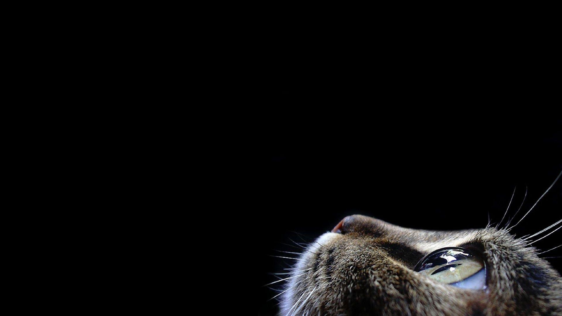 1920x1080 Cat Looking Up Desktop Wallpaper
