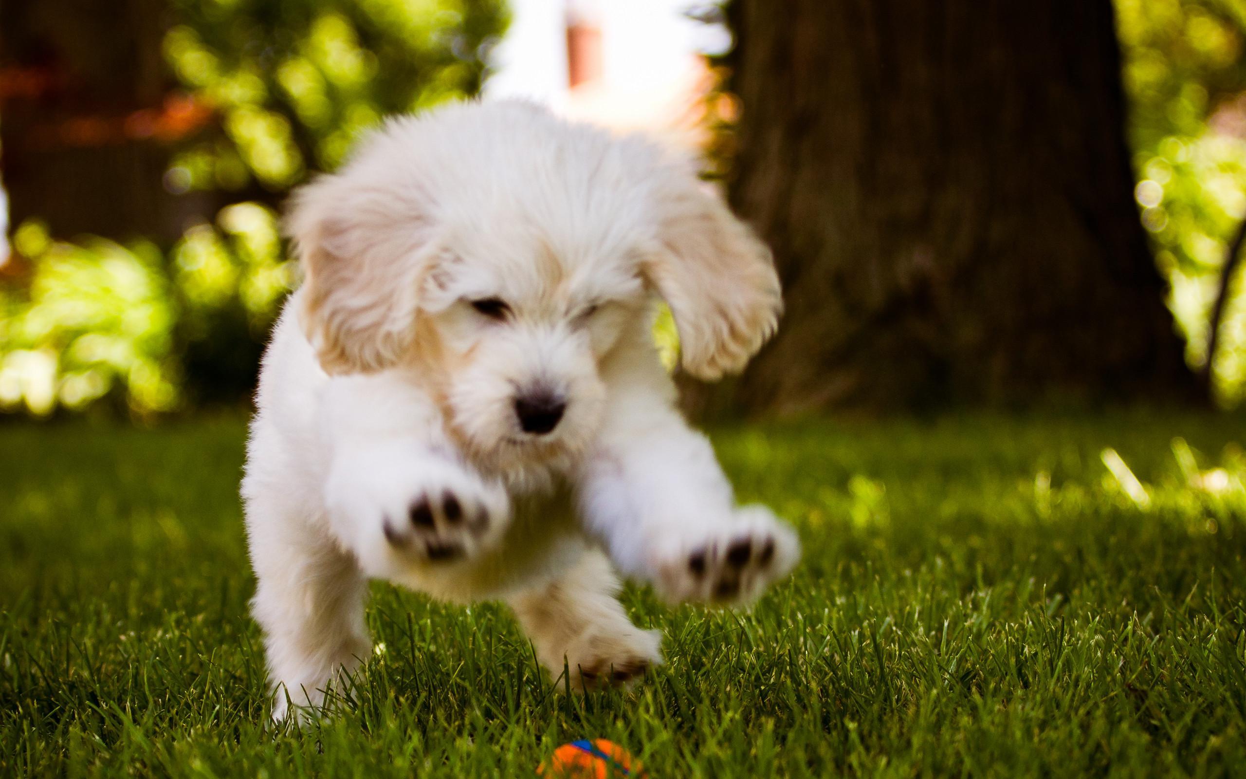 2560x1600 Faimly Of Dogs Wallpaper