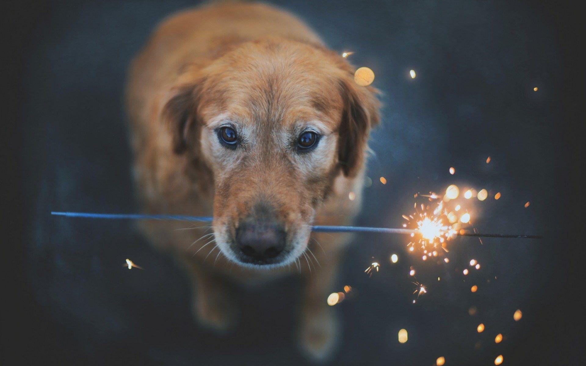 1920x1200 Dog Desktop Background