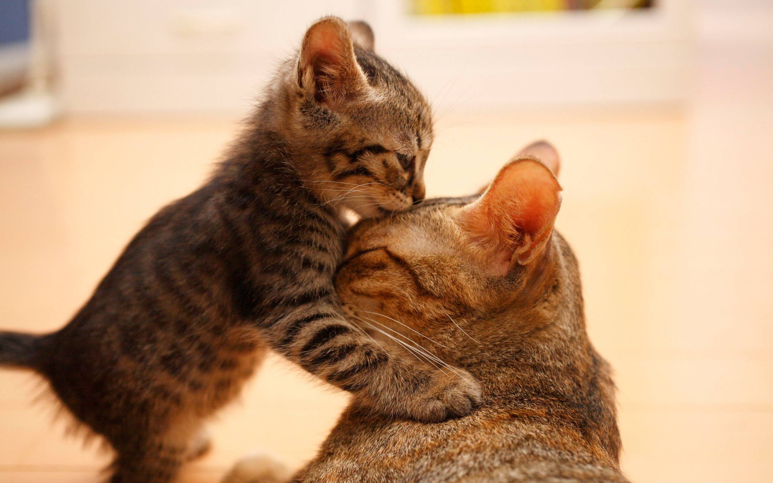 2560x1600 Desktop Wallpaper Cats