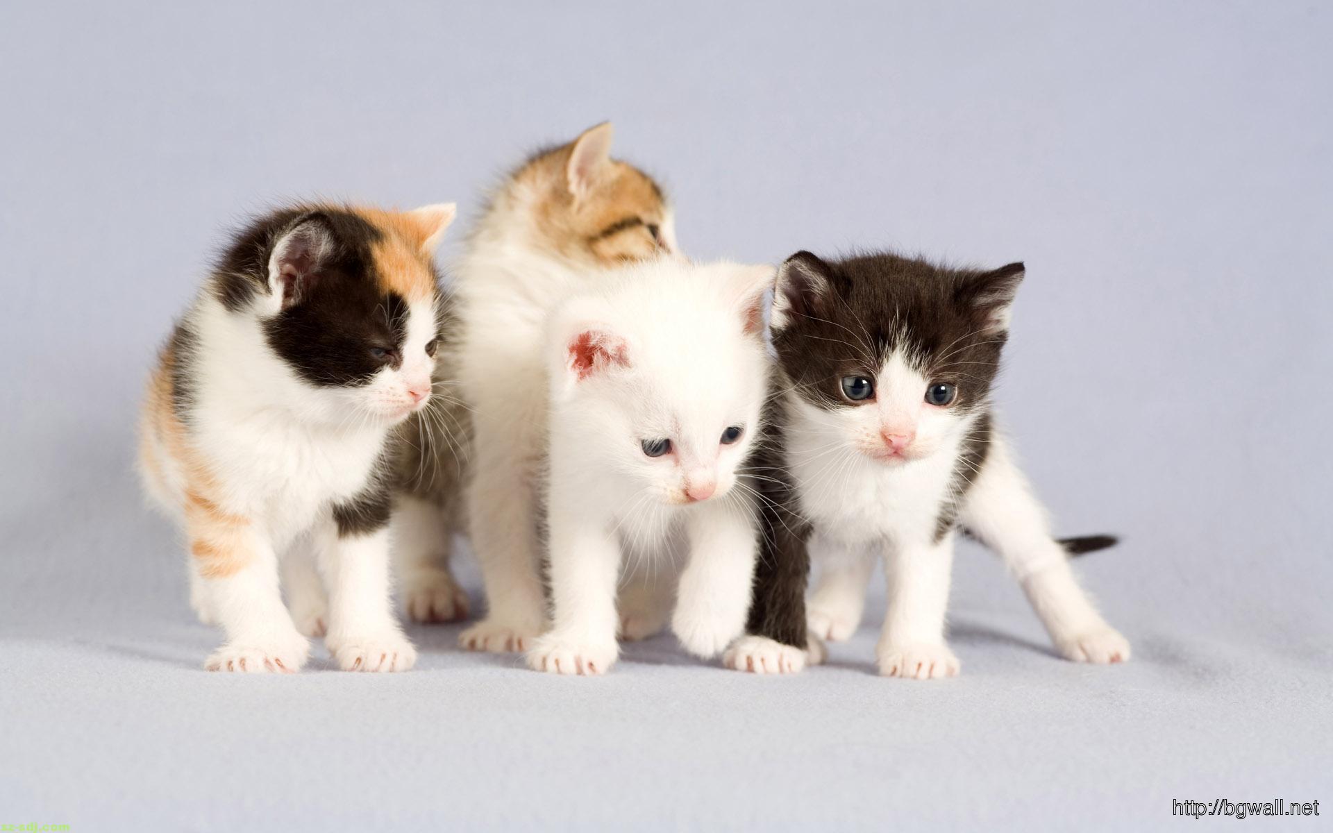 1920x1200 Cute Cats Desktop Wallpaper HD