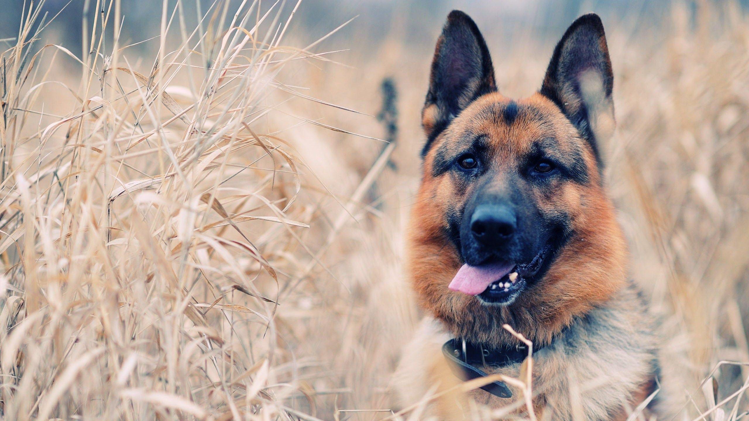 2560x1440 Dog Desktop Wallpaper, High Definition, High Quality, Widescreen